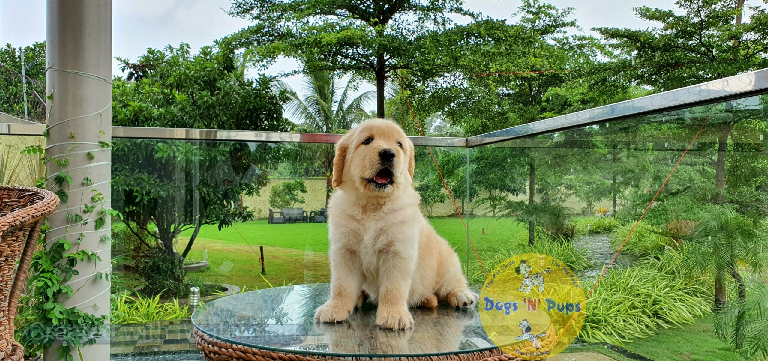 Golden retriever image 6