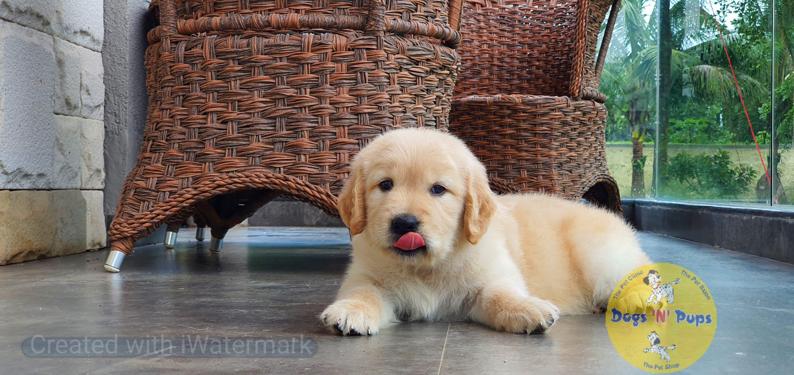 Golden retriever image 7