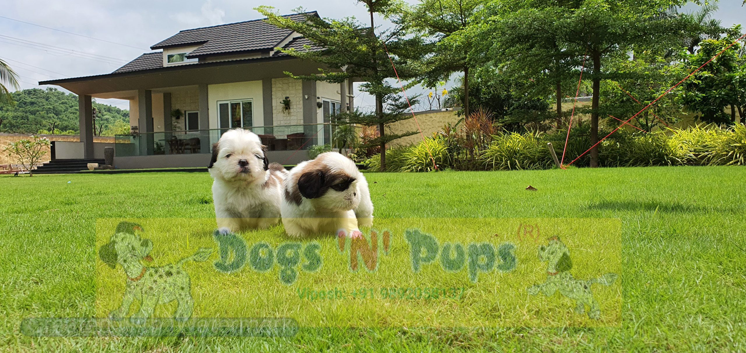 prev dog posted image