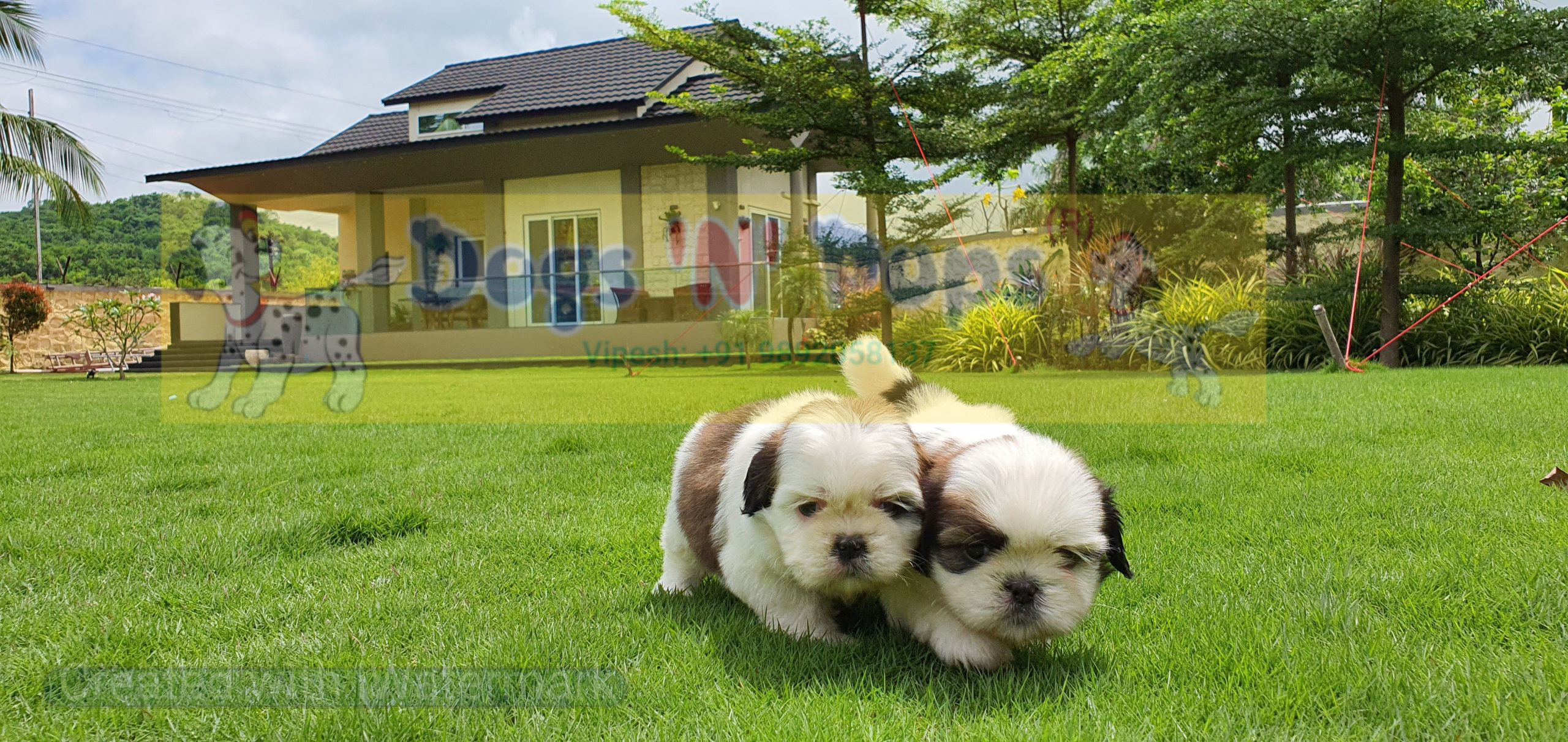 Shihtzu image 3