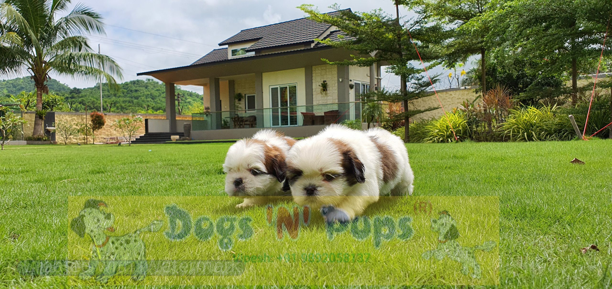 Shihtzu image 5