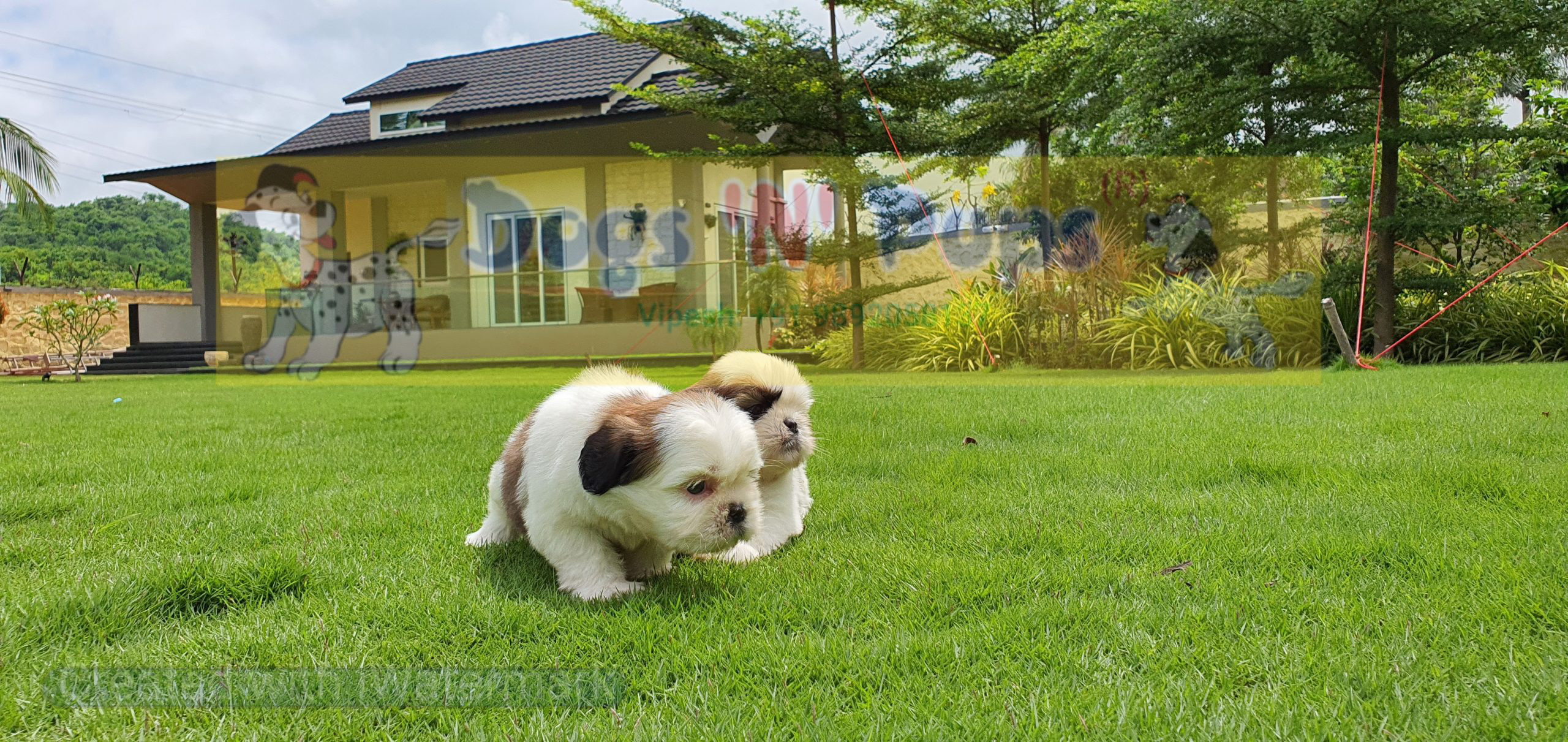 Shihtzu image 7