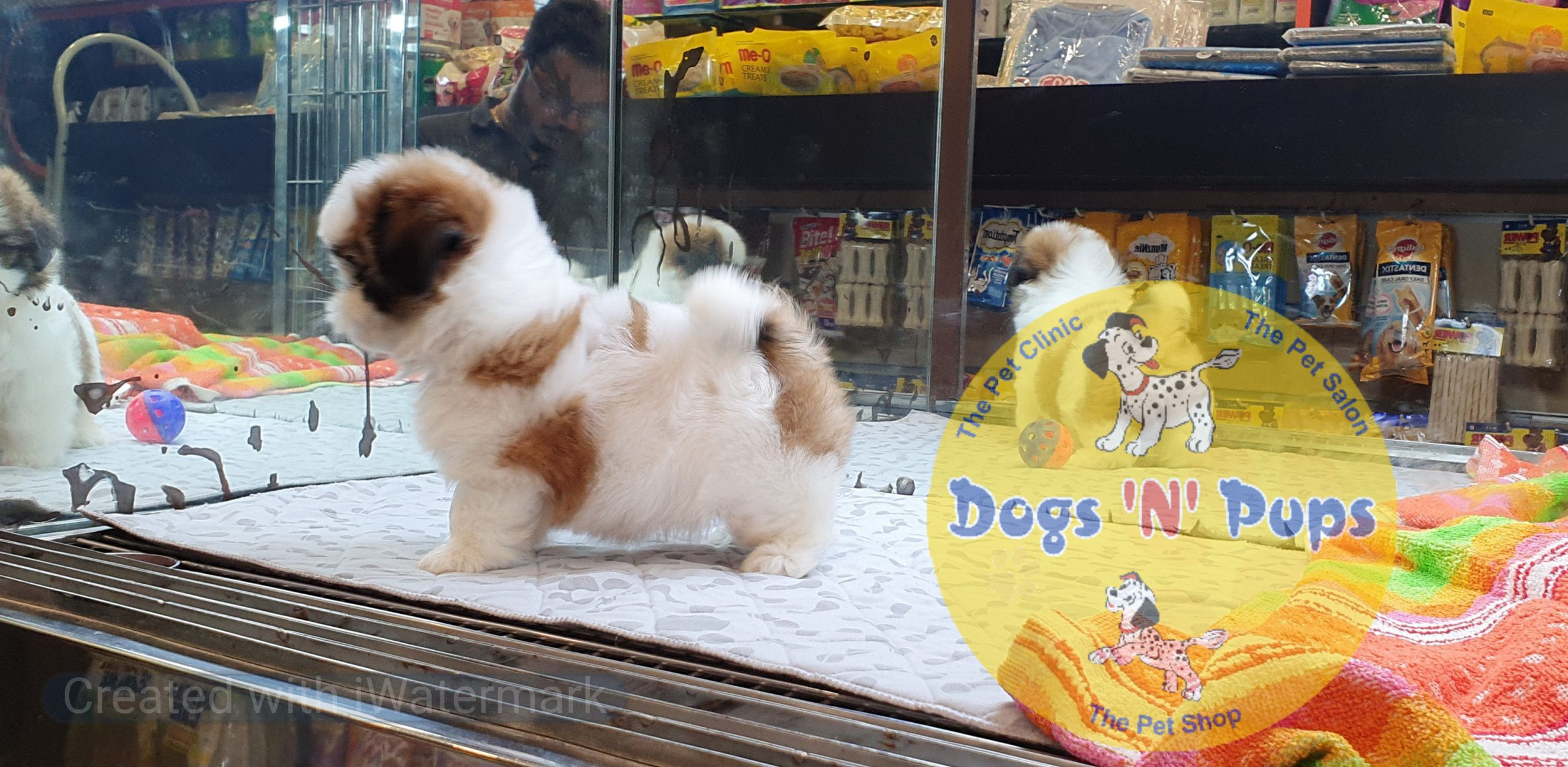 prev dog posted image