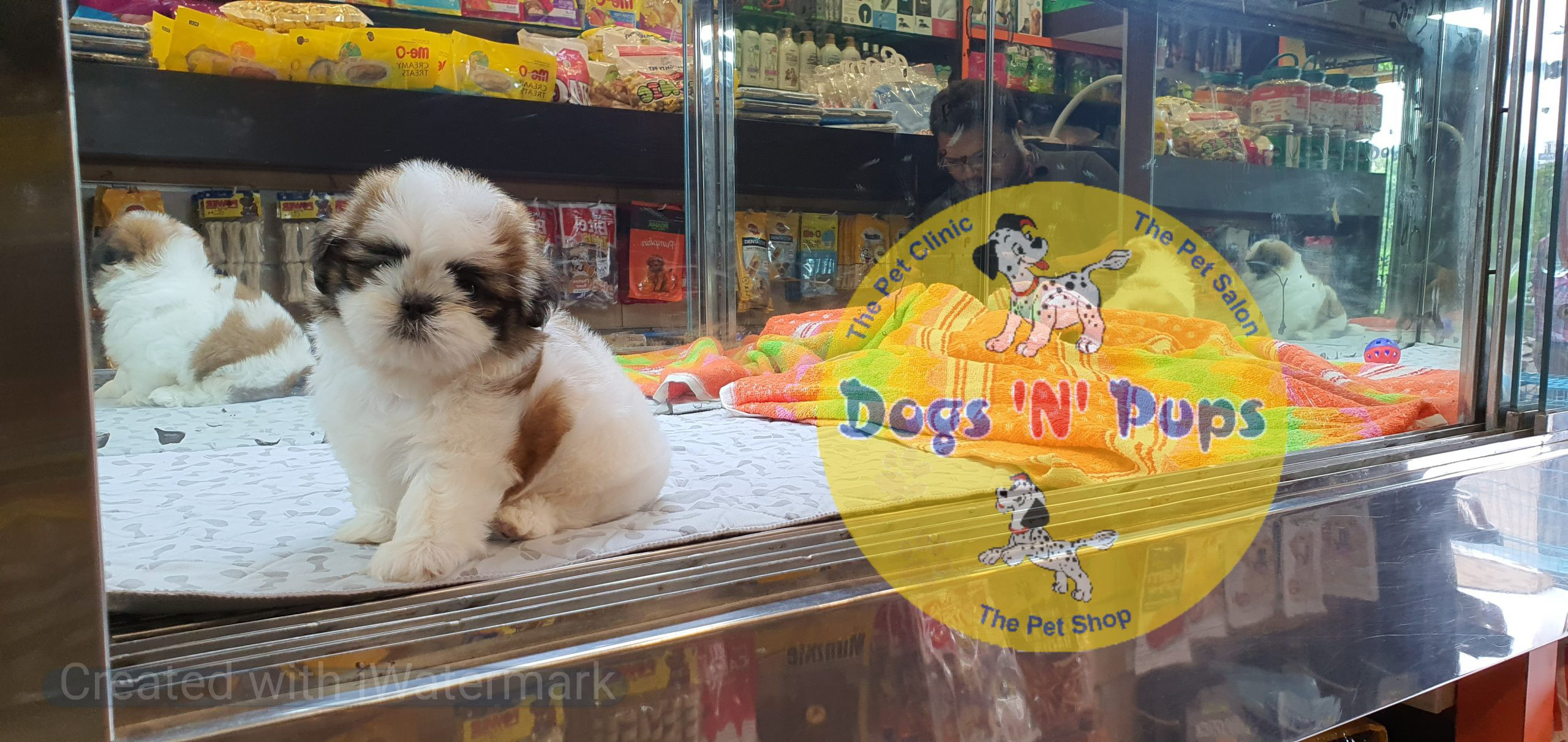 Shihtzu image 6