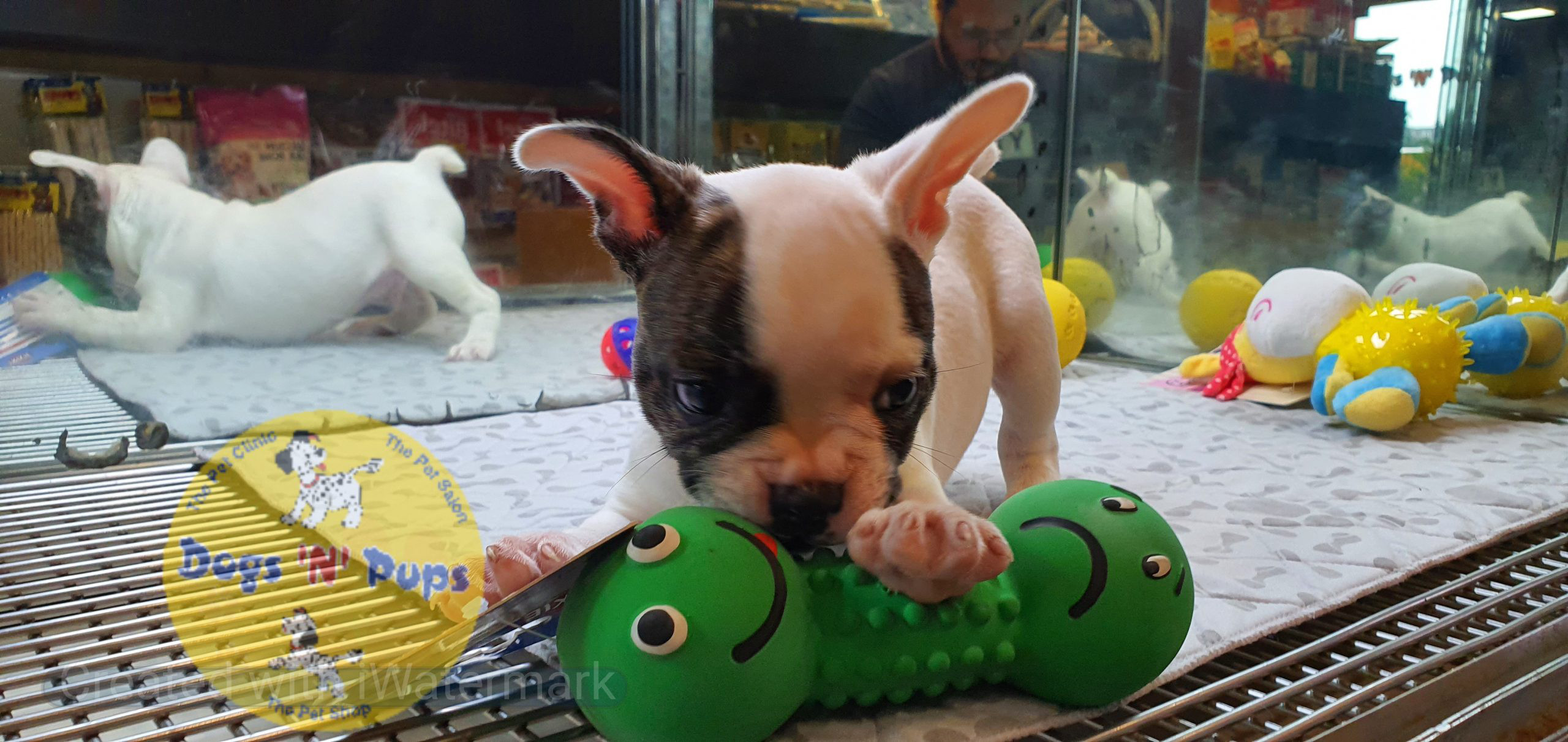 pet French bulldog header image