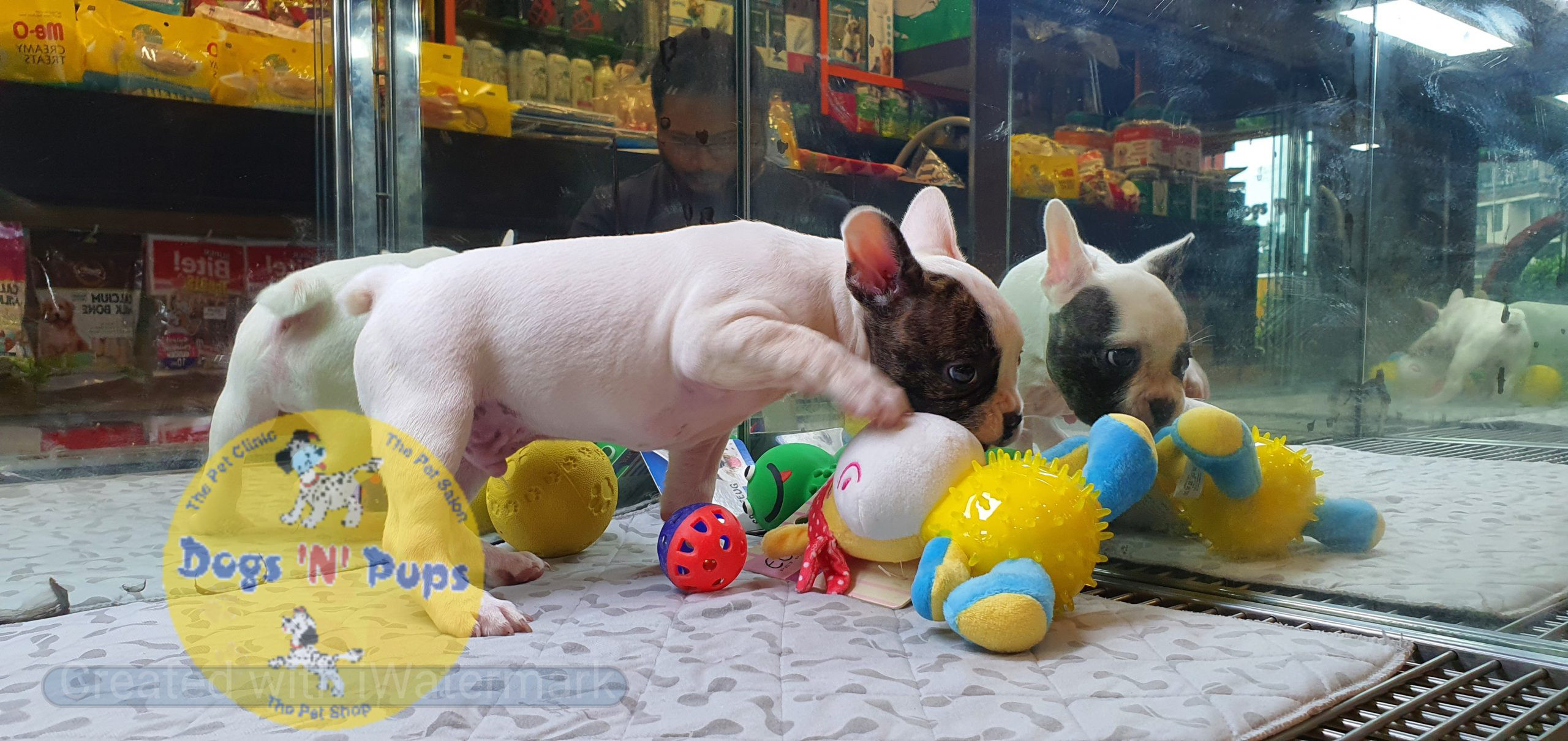 French bulldog image 2