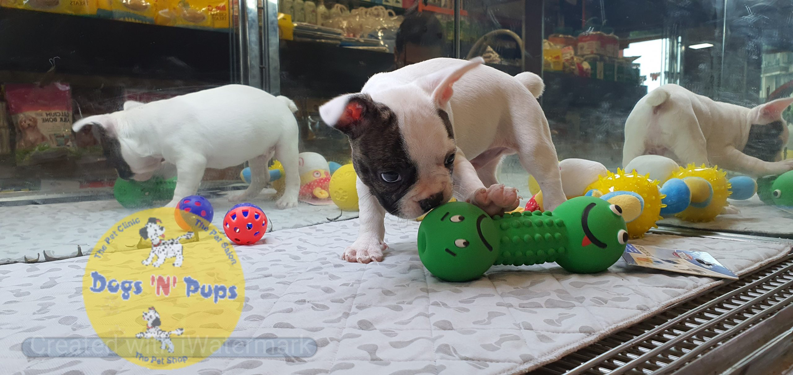 French bulldog image 3