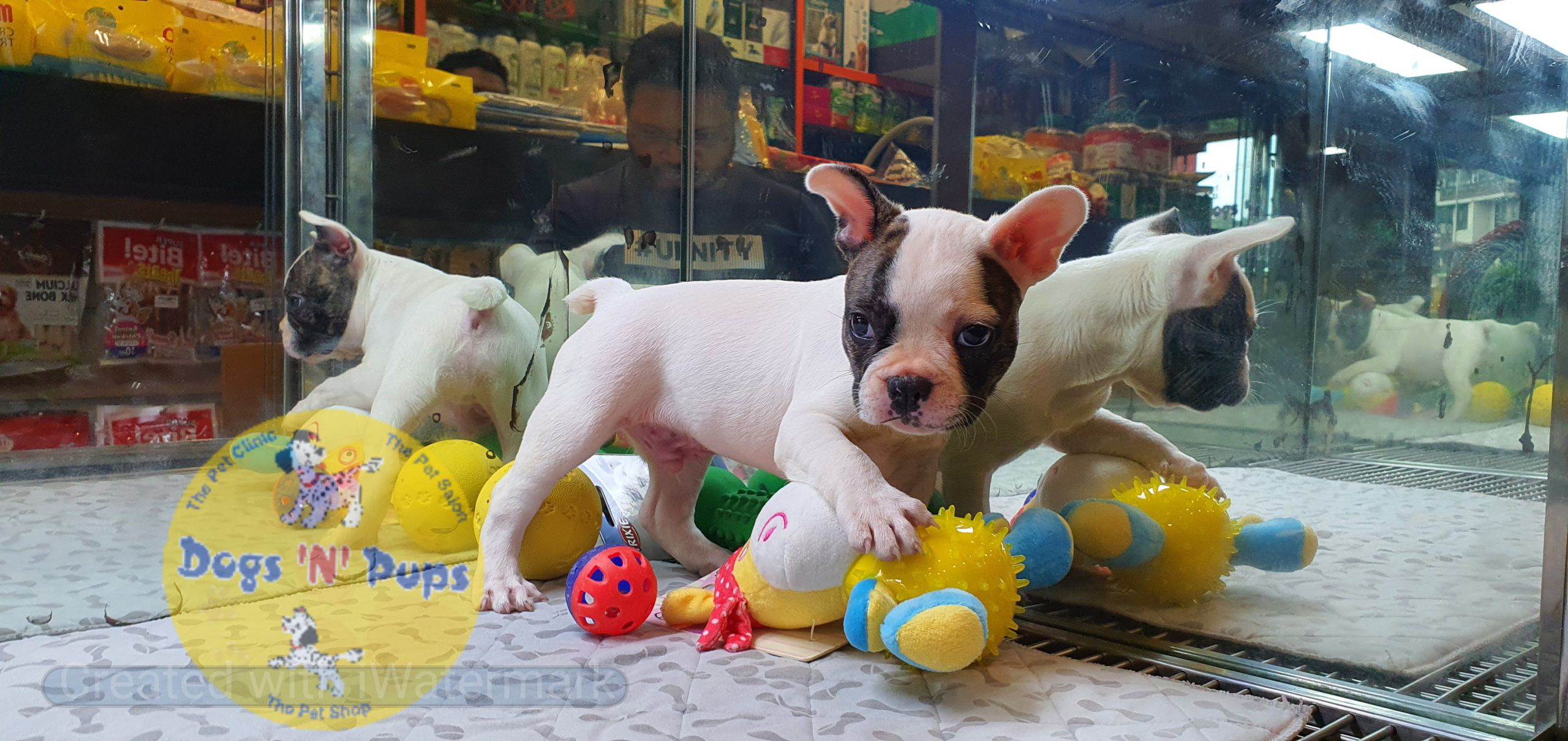 French bulldog image 4