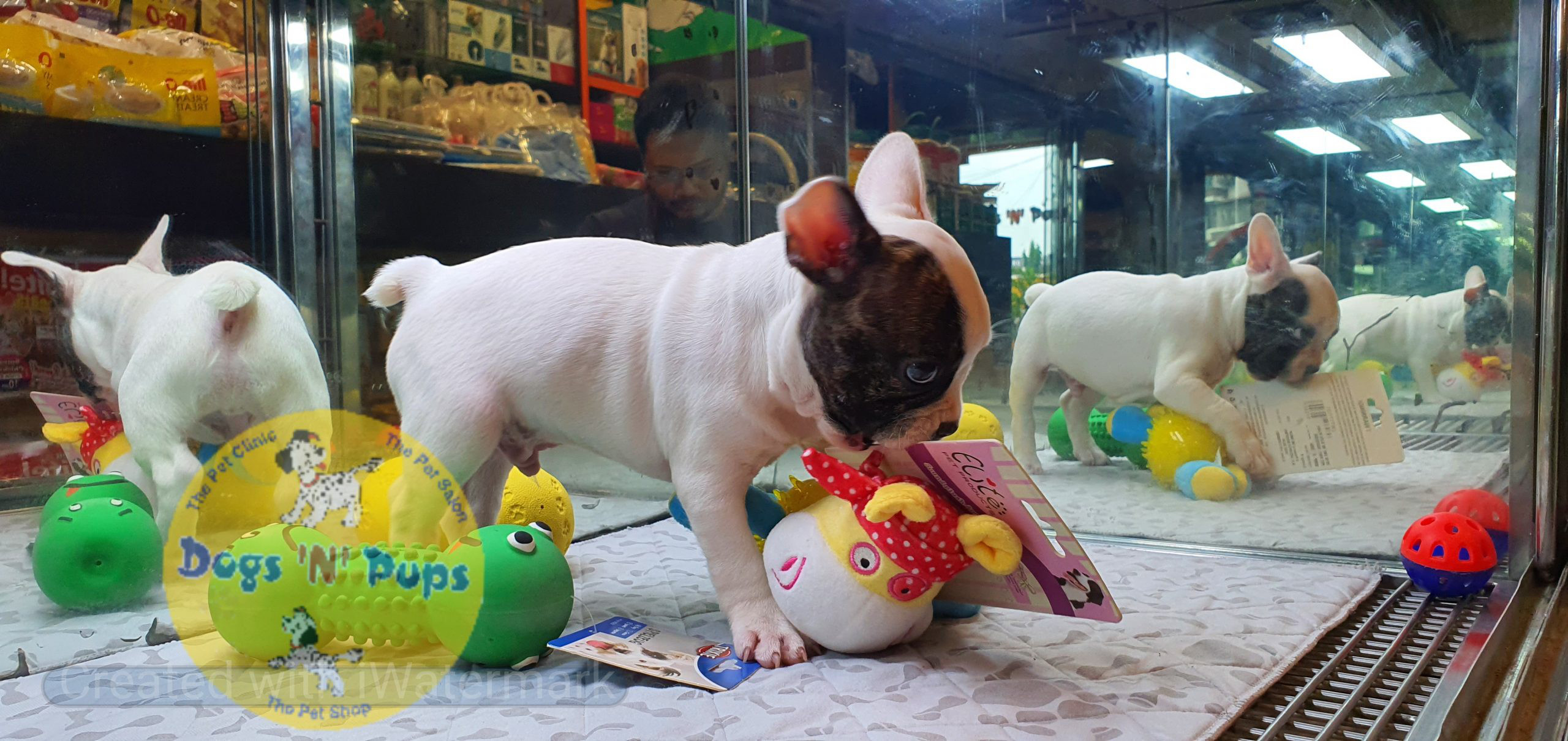 French bulldog image 5