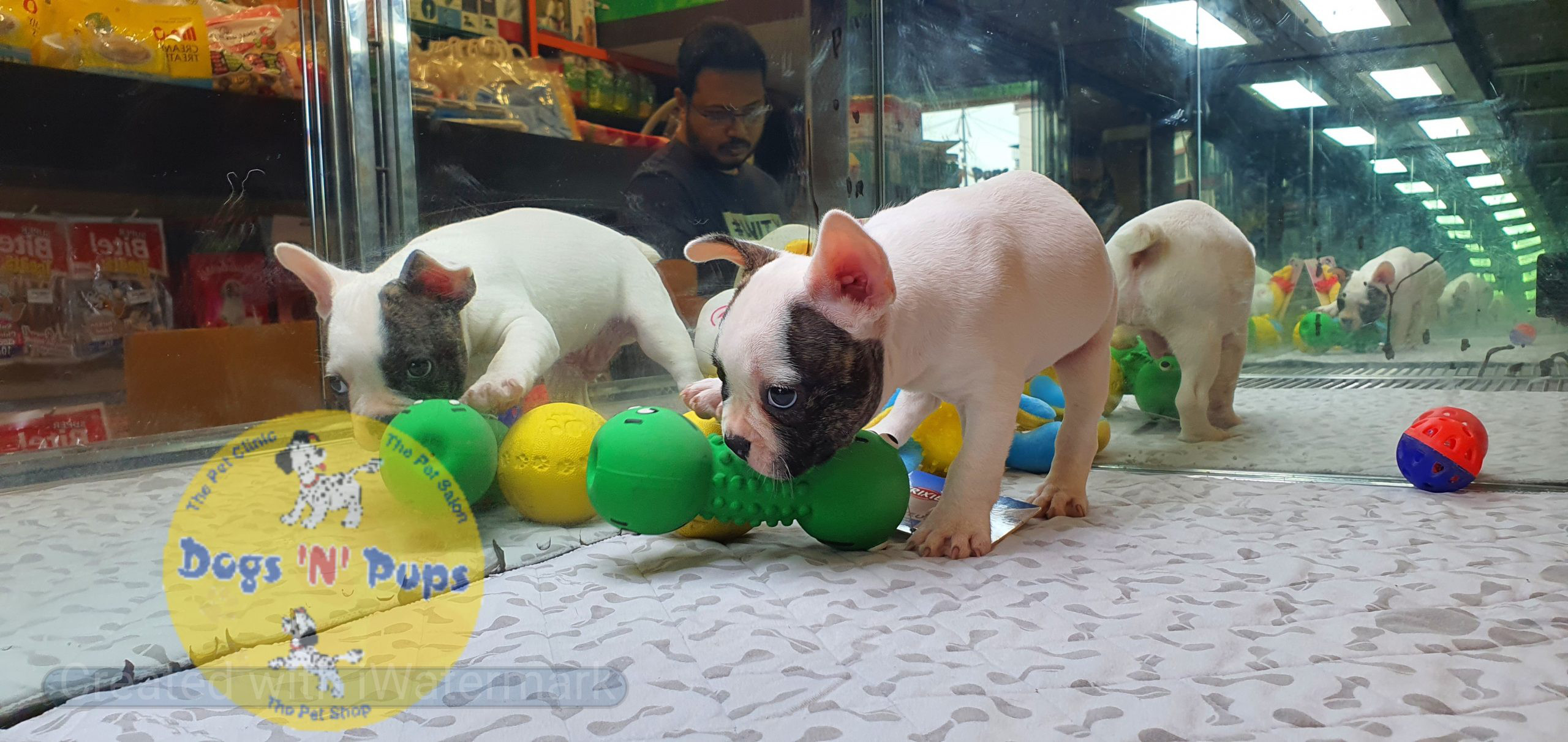 French bulldog image 6