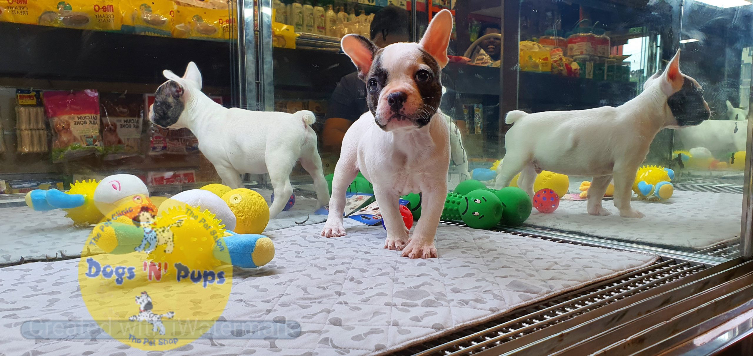 French bulldog image 7