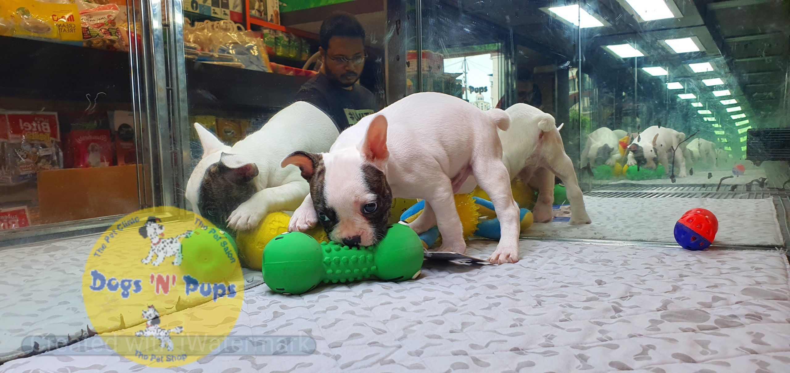 French bulldog image 8