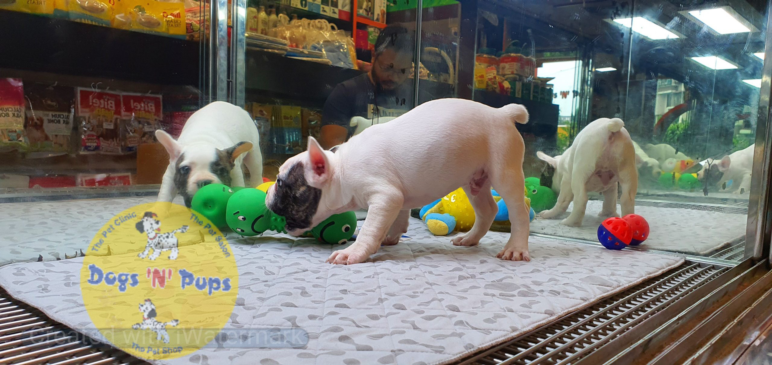 French bulldog image 9