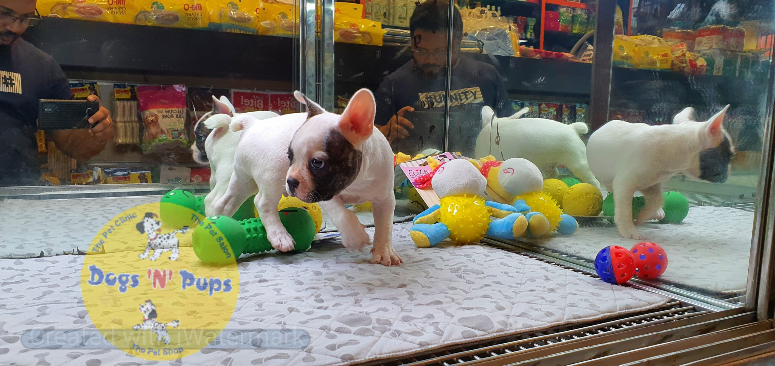 French bulldog image 10