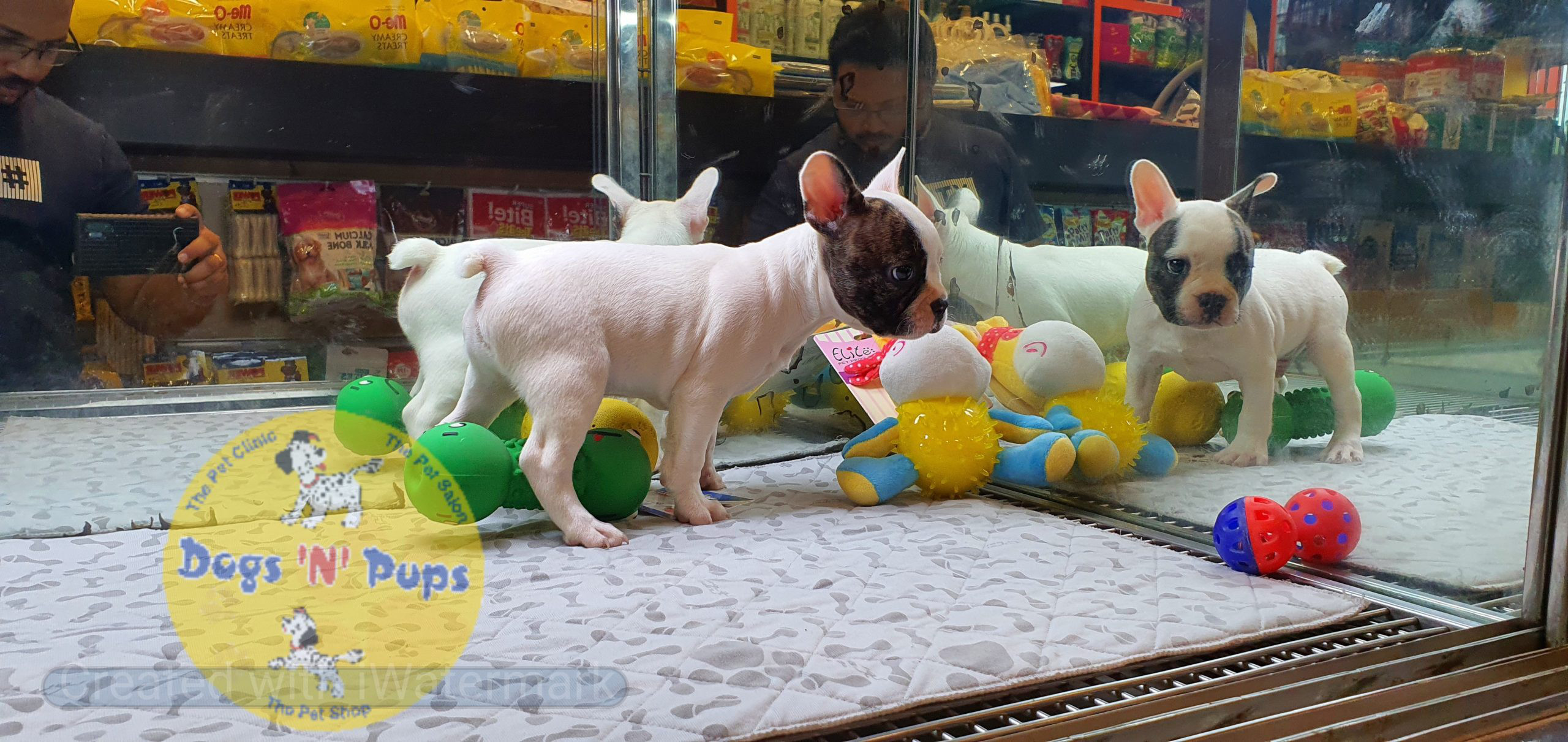 French bulldog image 11