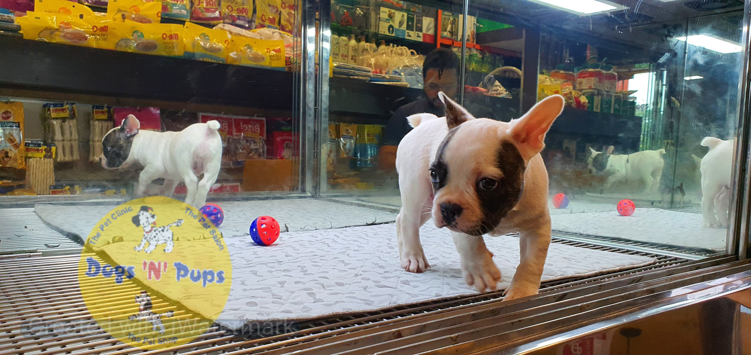 French bulldog image 12