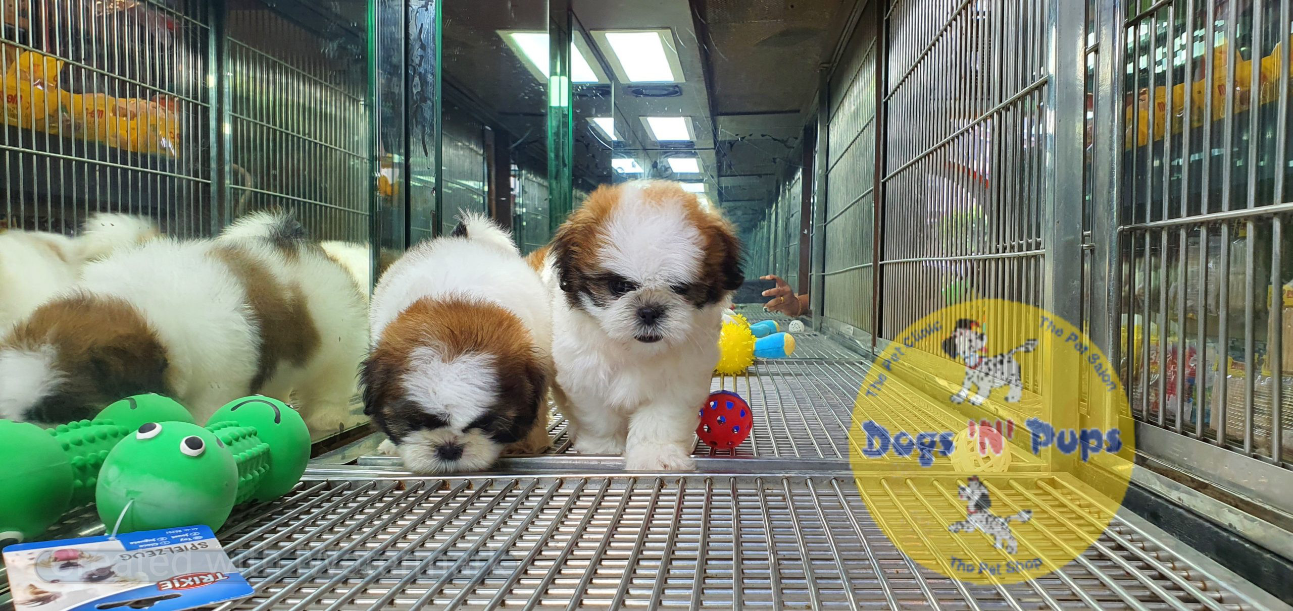Shihtzu puppies image 2