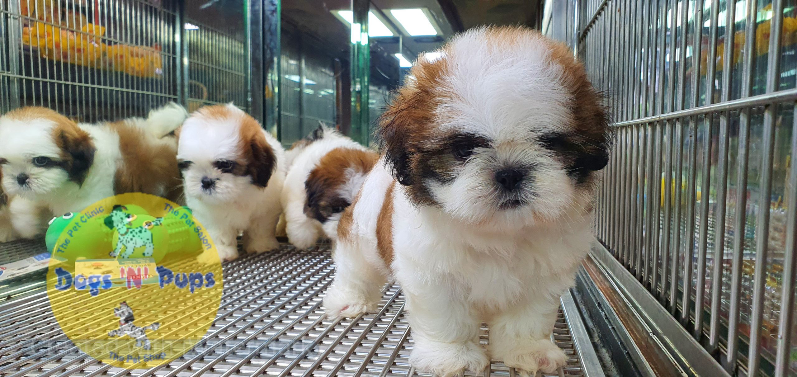 Shihtzu puppies image 3