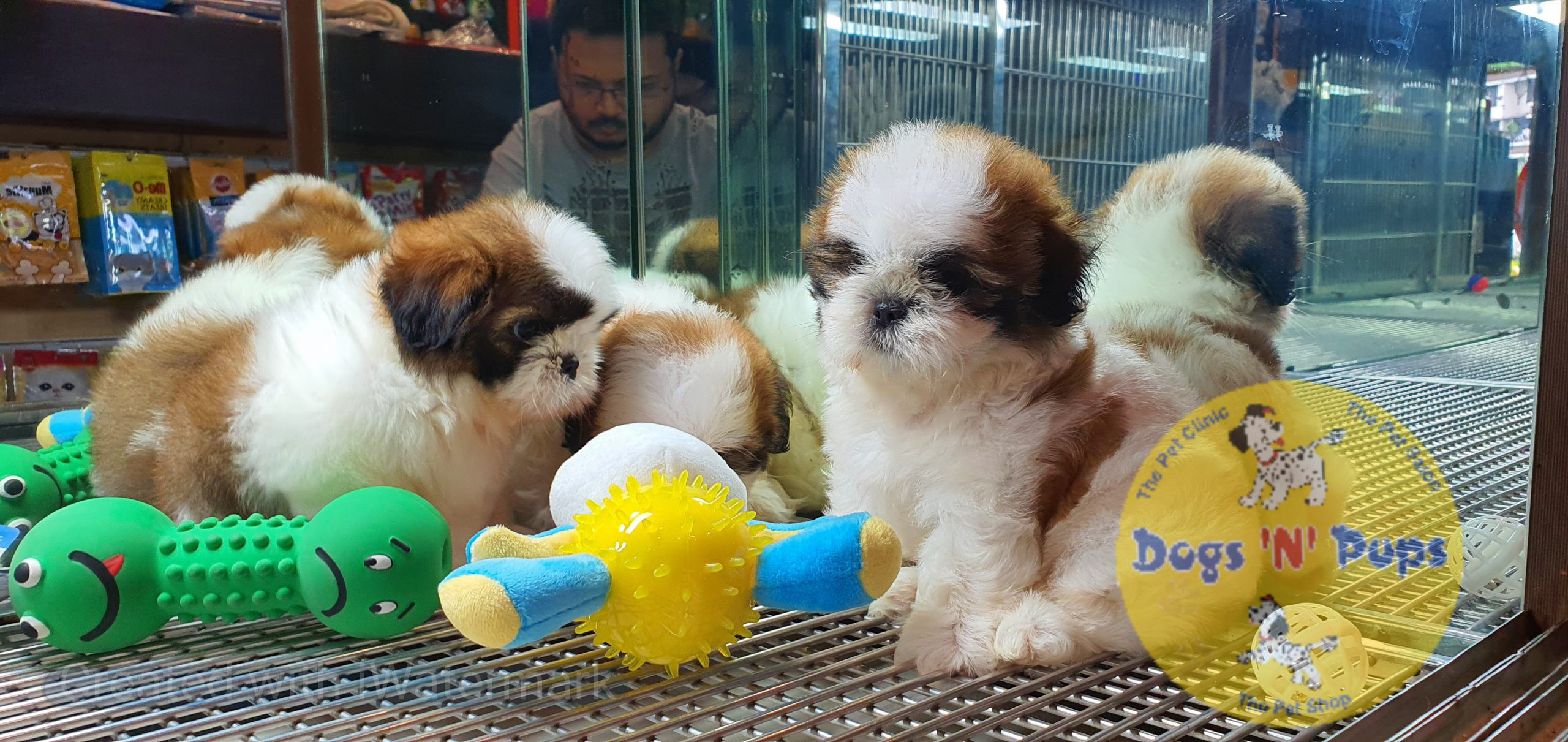 Shihtzu puppies image 5