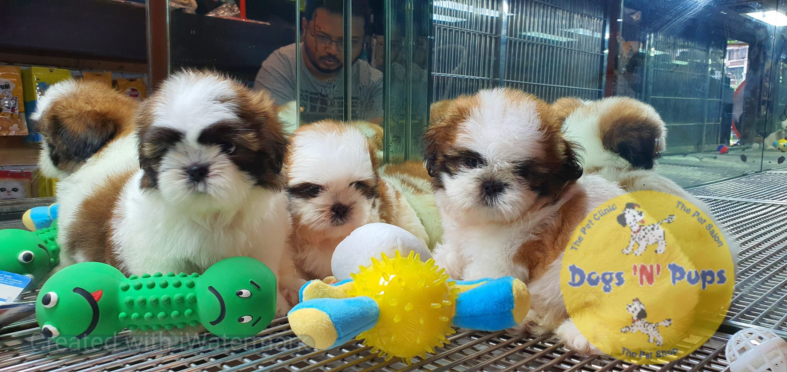 Shihtzu puppies image 6