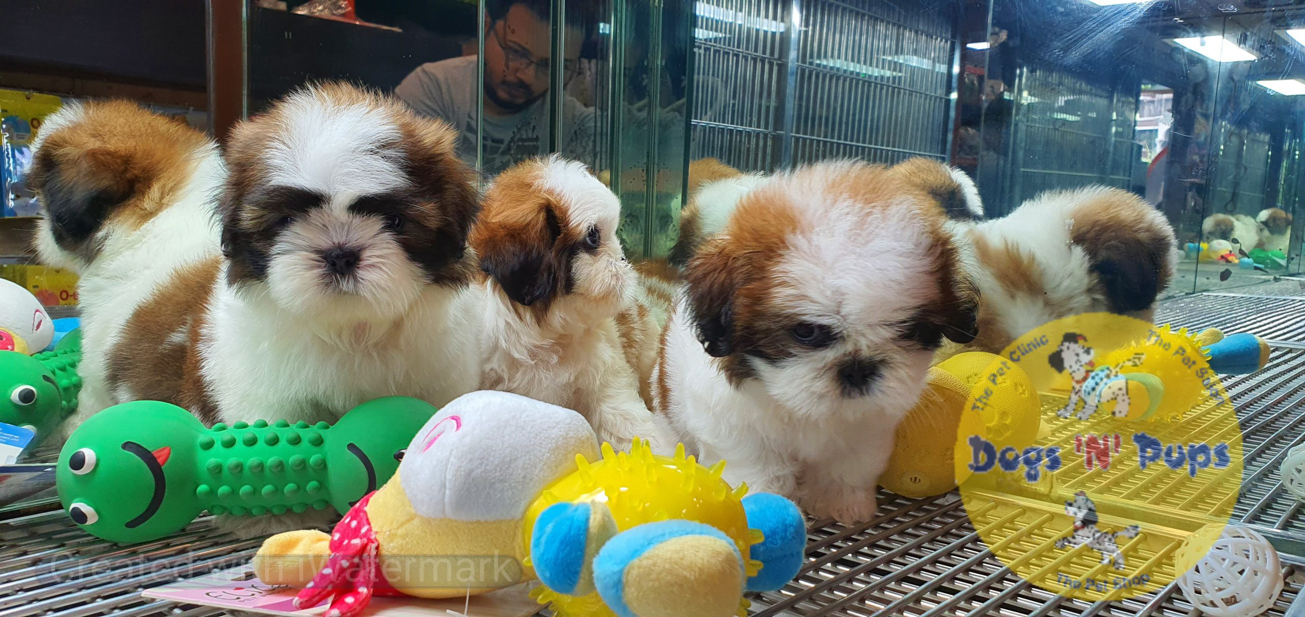 Shihtzu puppies image 7