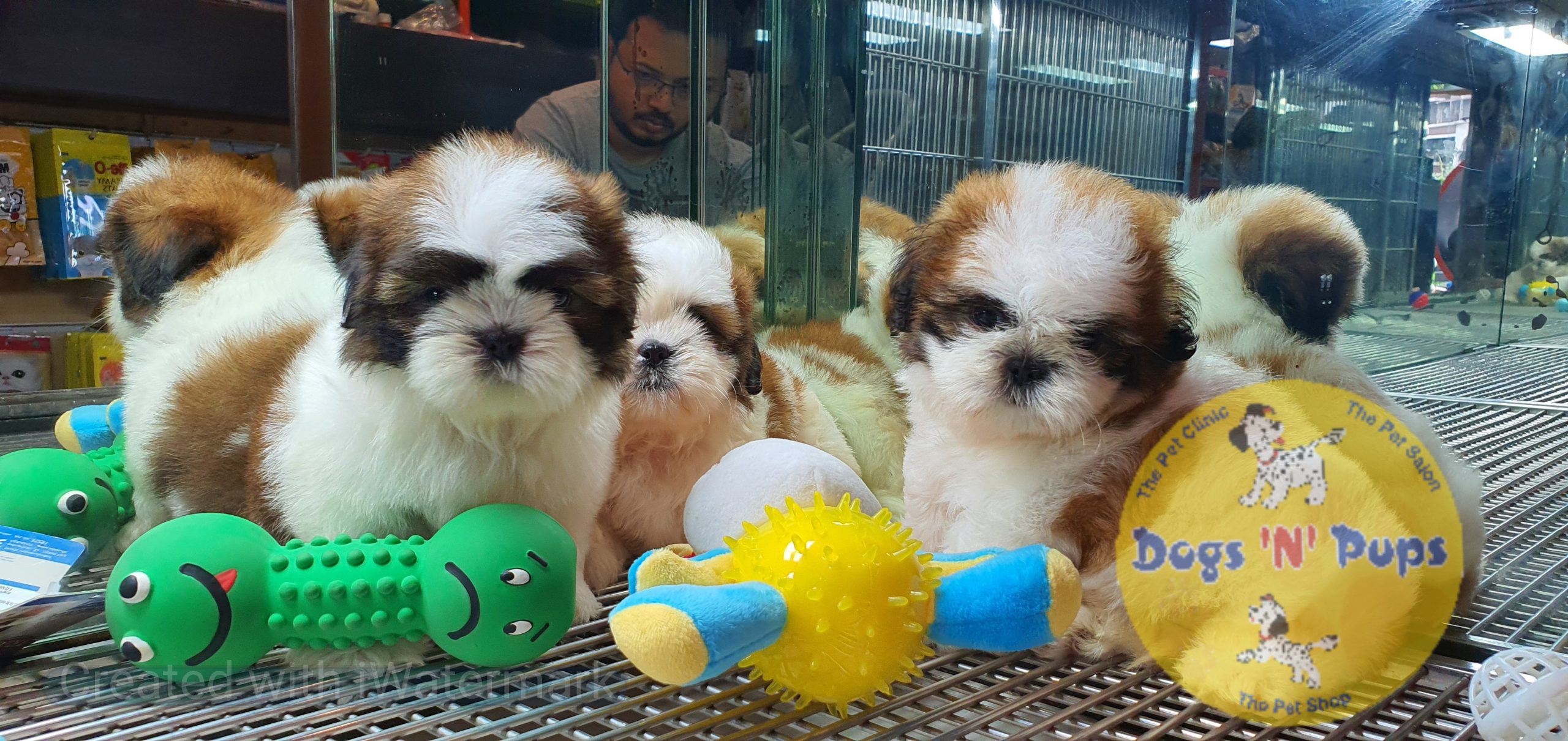 Shihtzu puppies image 8
