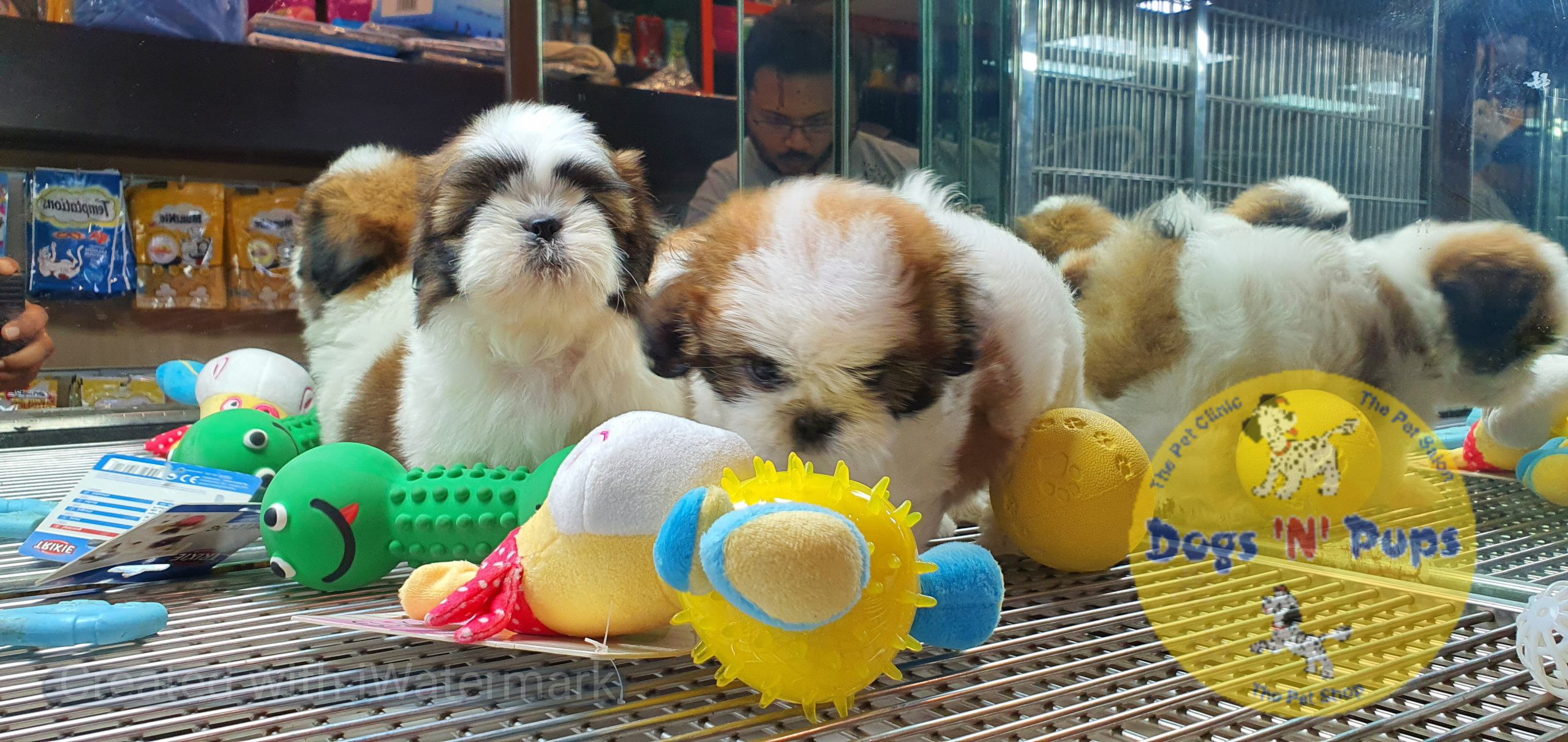 Shihtzu puppies image 9
