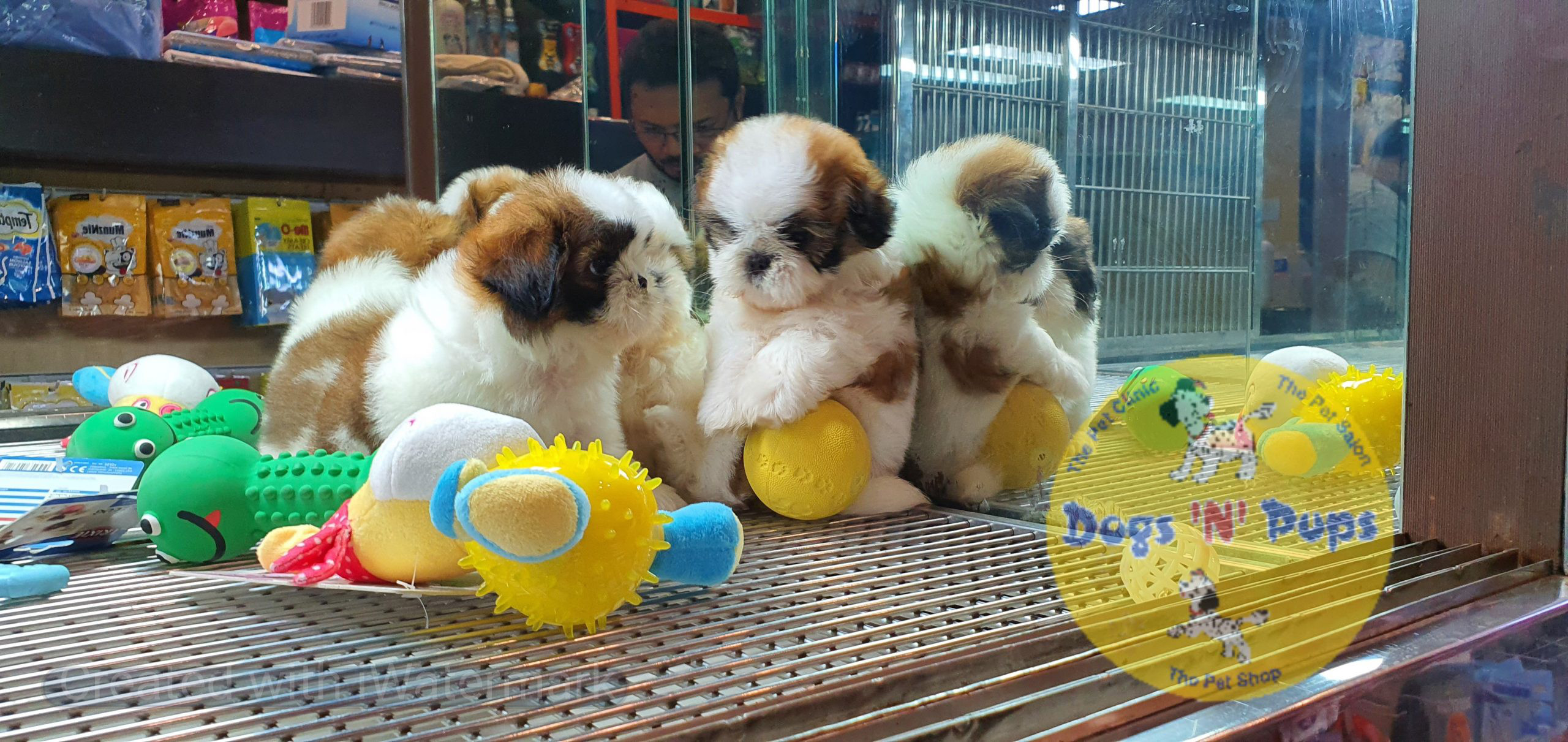 Shihtzu puppies image 10