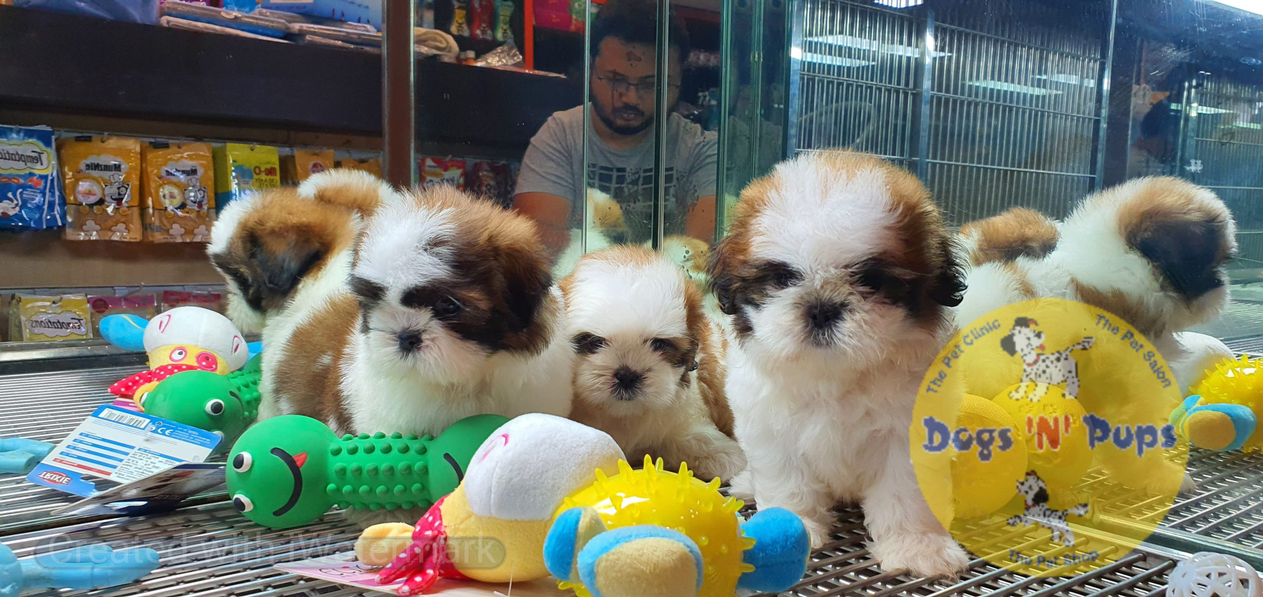 Shihtzu puppies image 11
