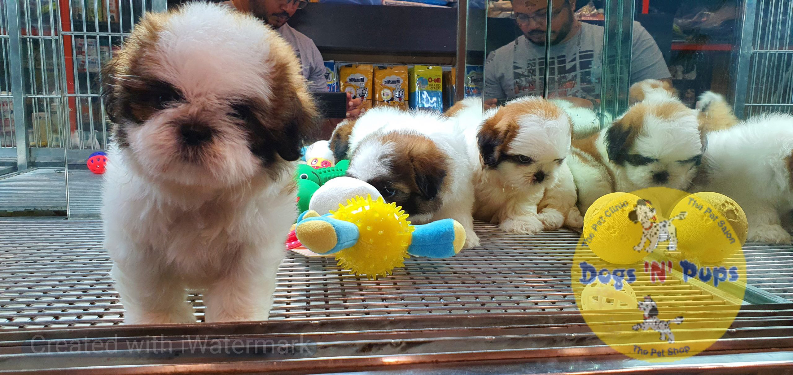 Shihtzu puppies image 12