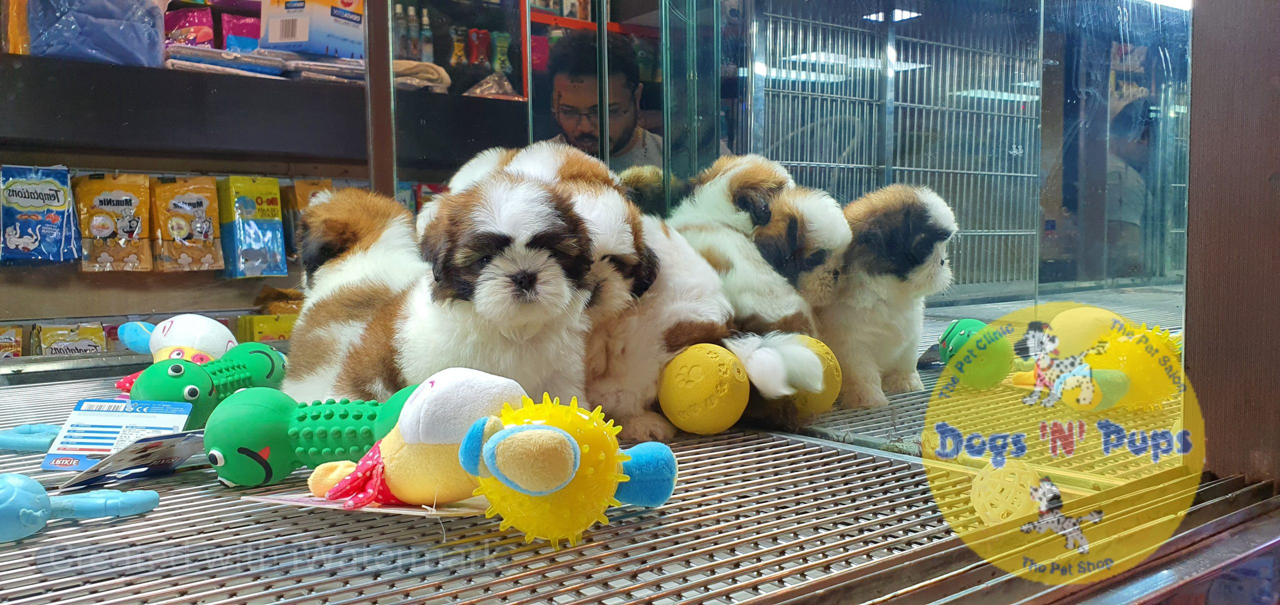 Shihtzu puppies image 13