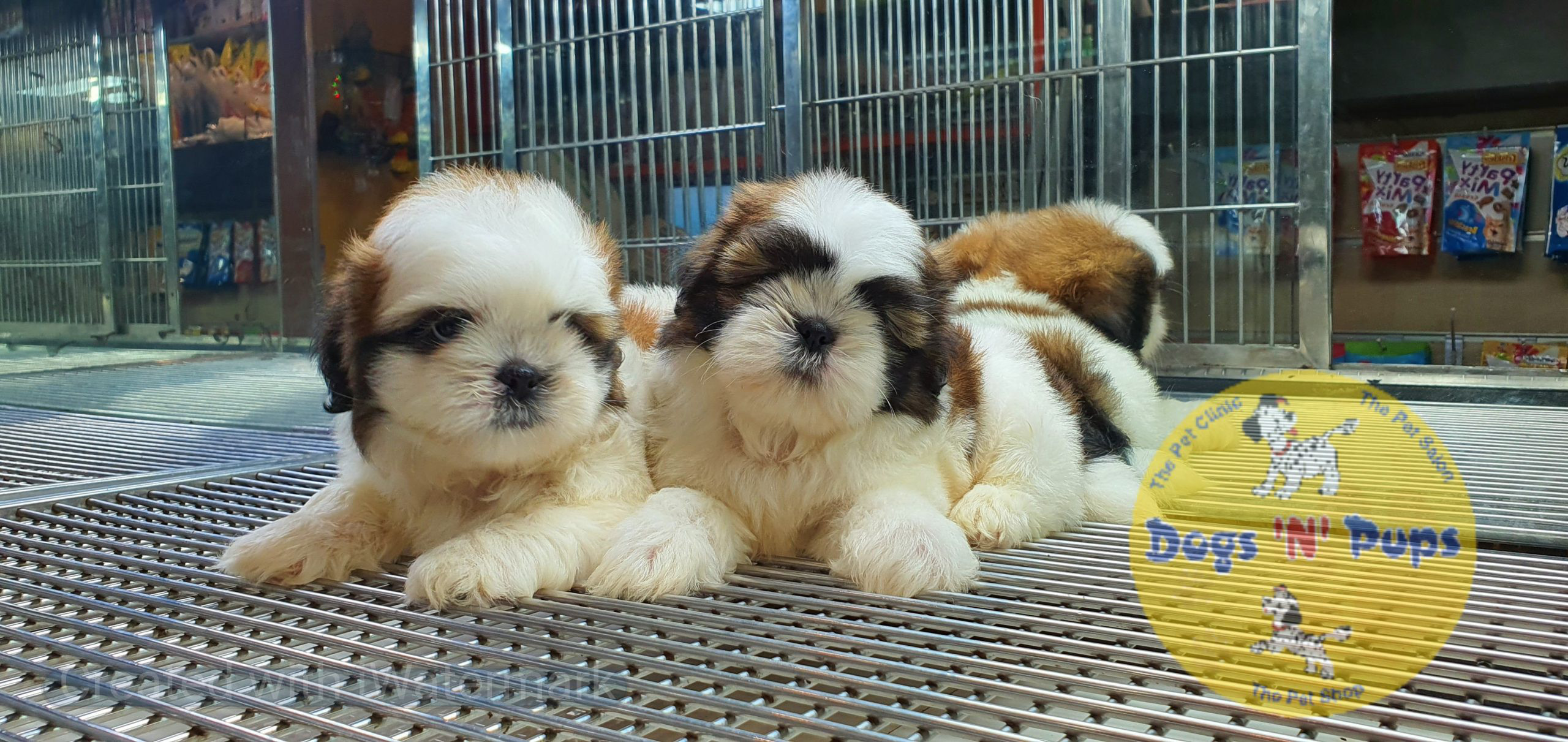Shihtzu puppies image 14