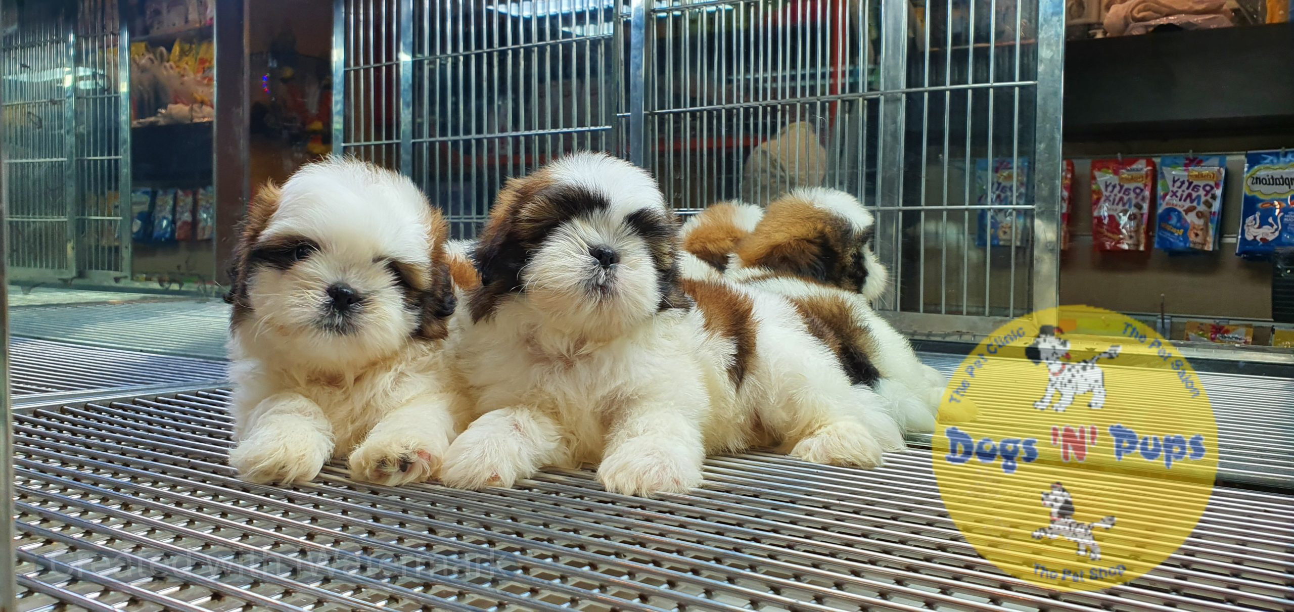 Shihtzu puppies image 15