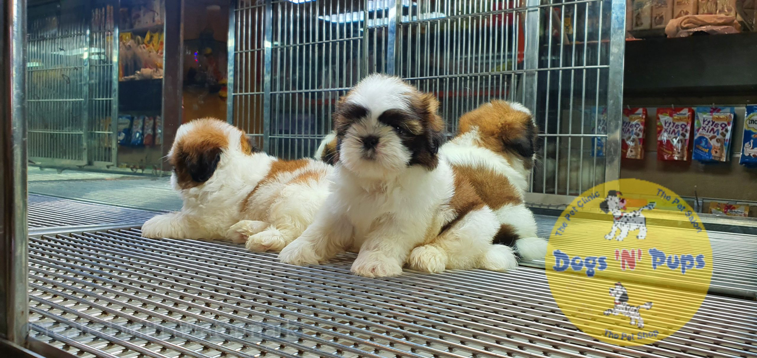 Shihtzu puppies image 16