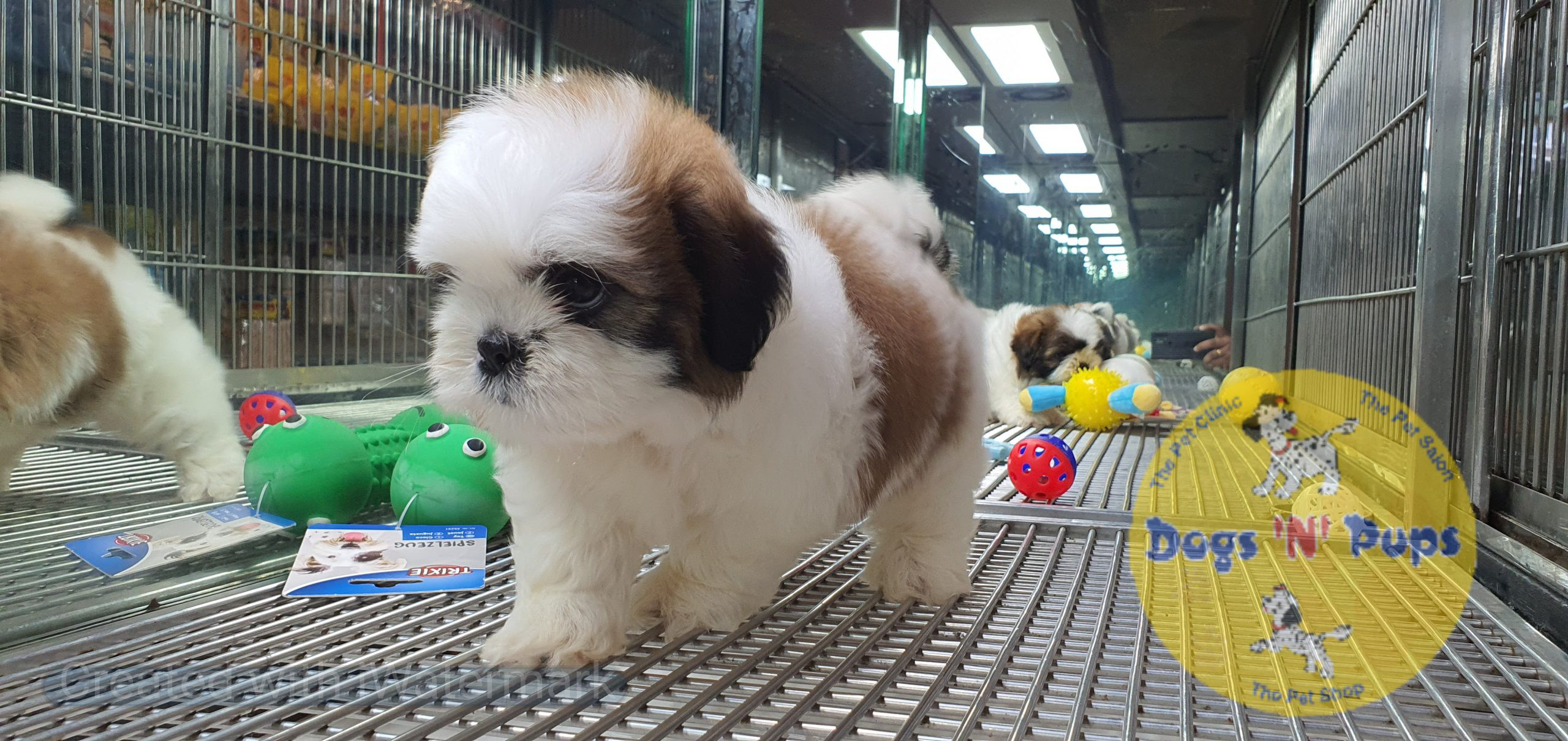 Shihtzu puppies image 17