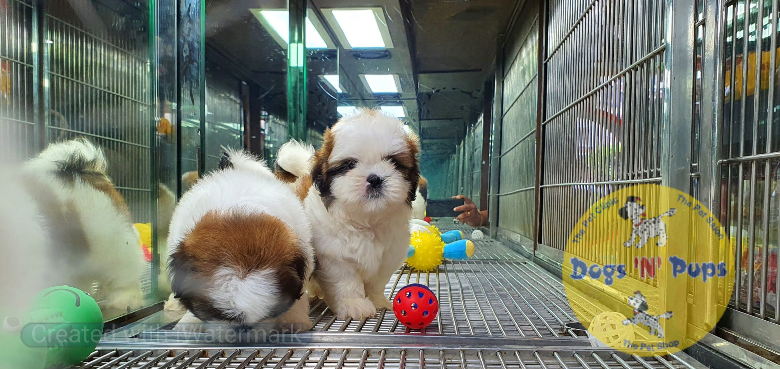 Shihtzu puppies image 18