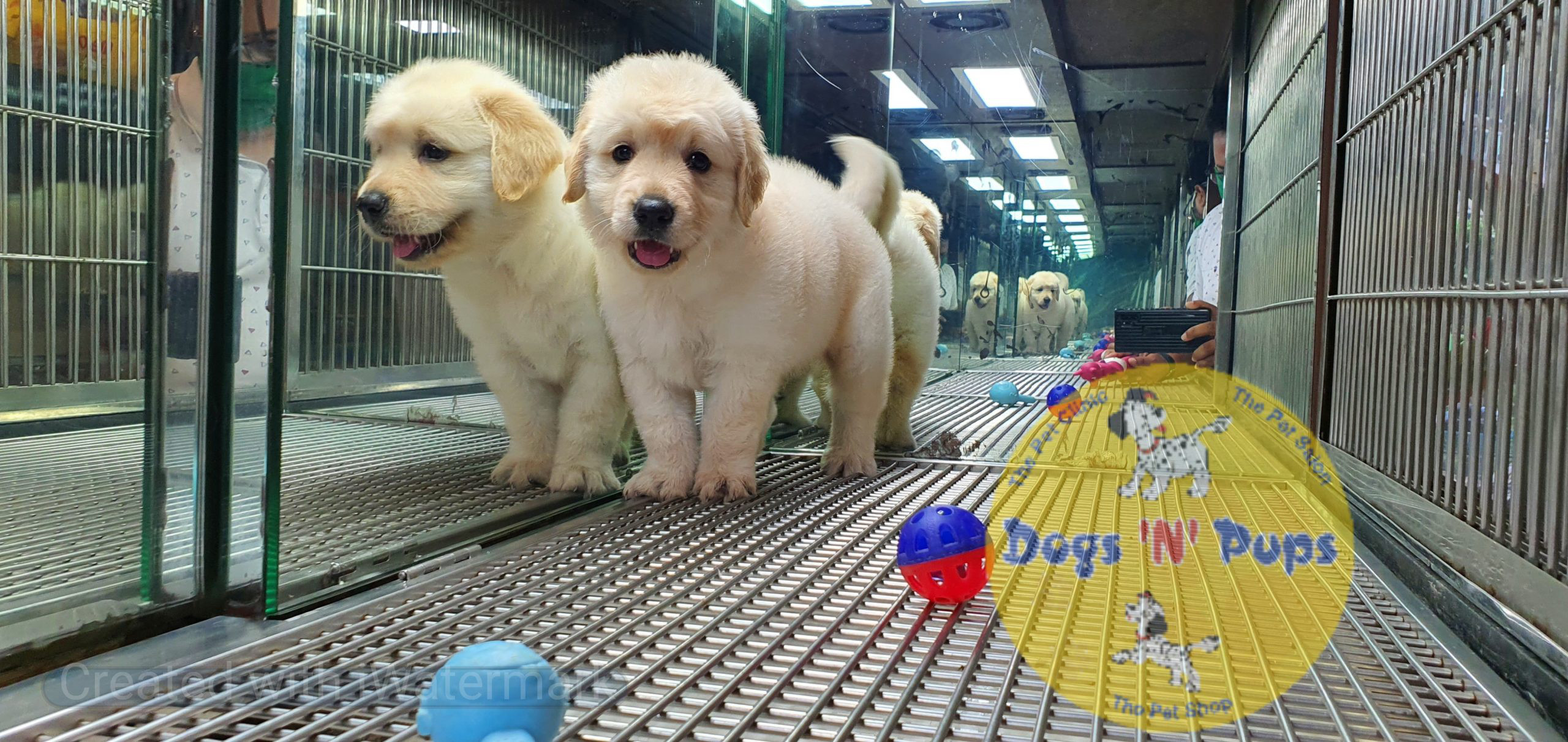 pet Golden retriever header image