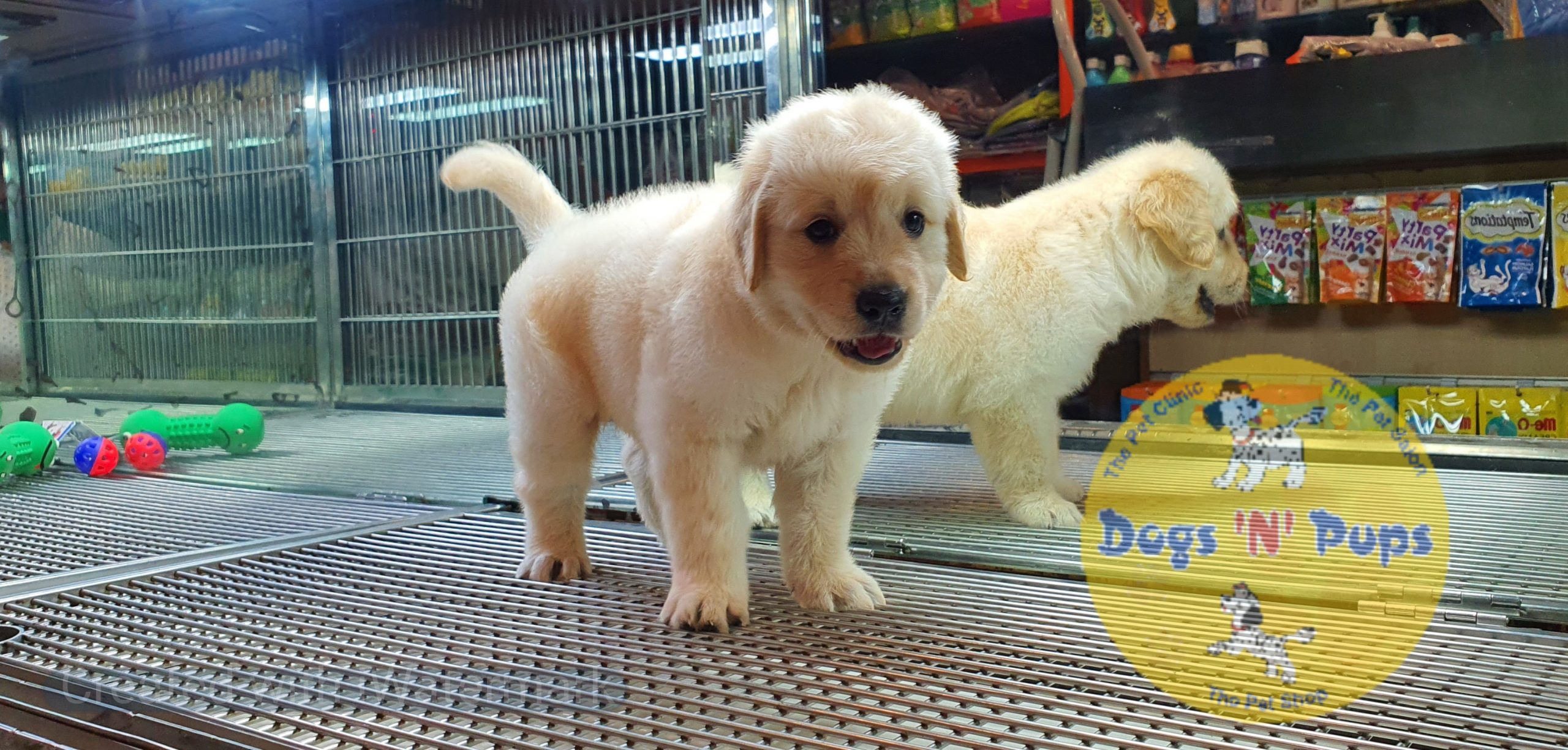 Golden retriever image 2