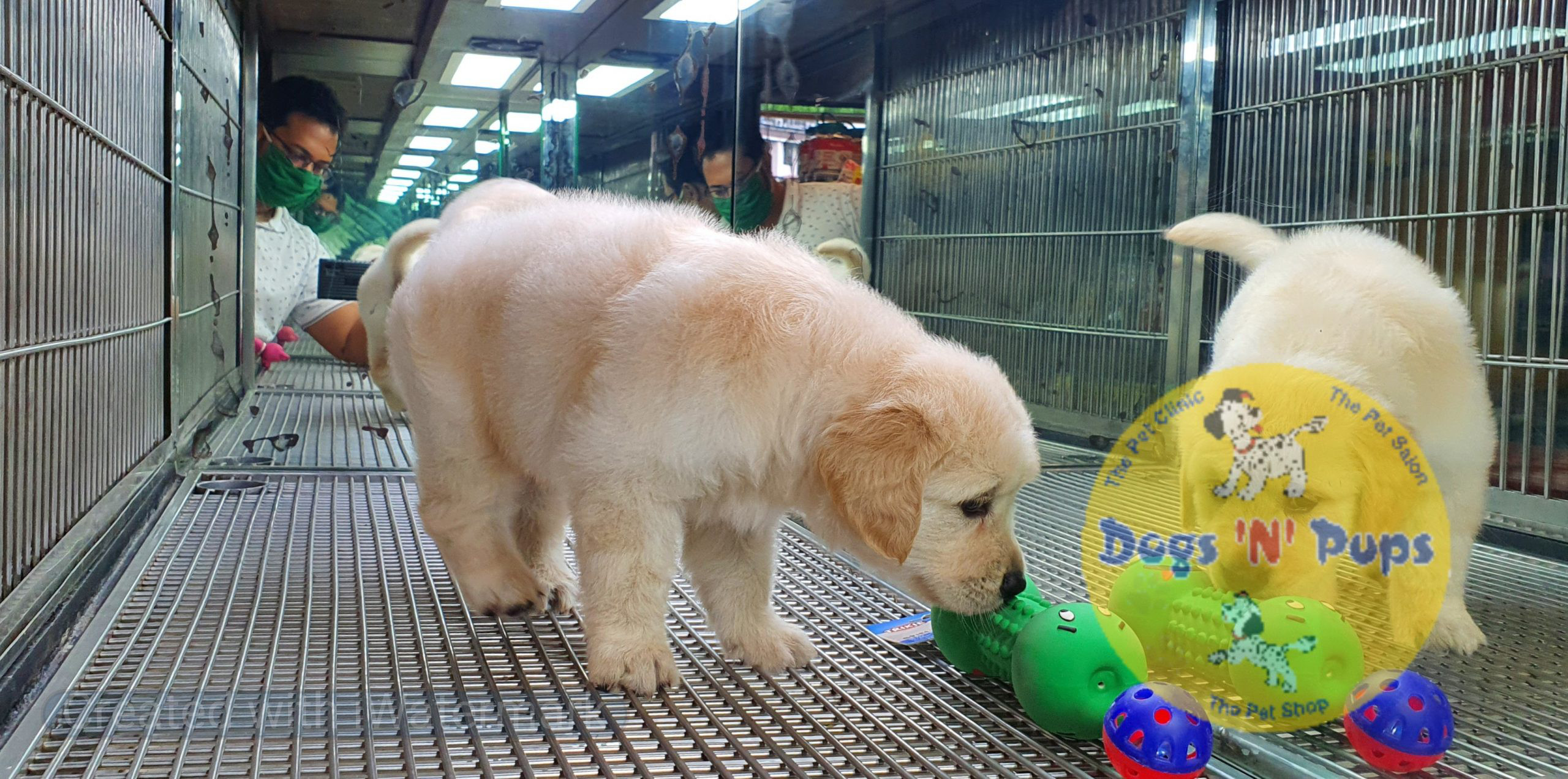 Golden retriever image 3