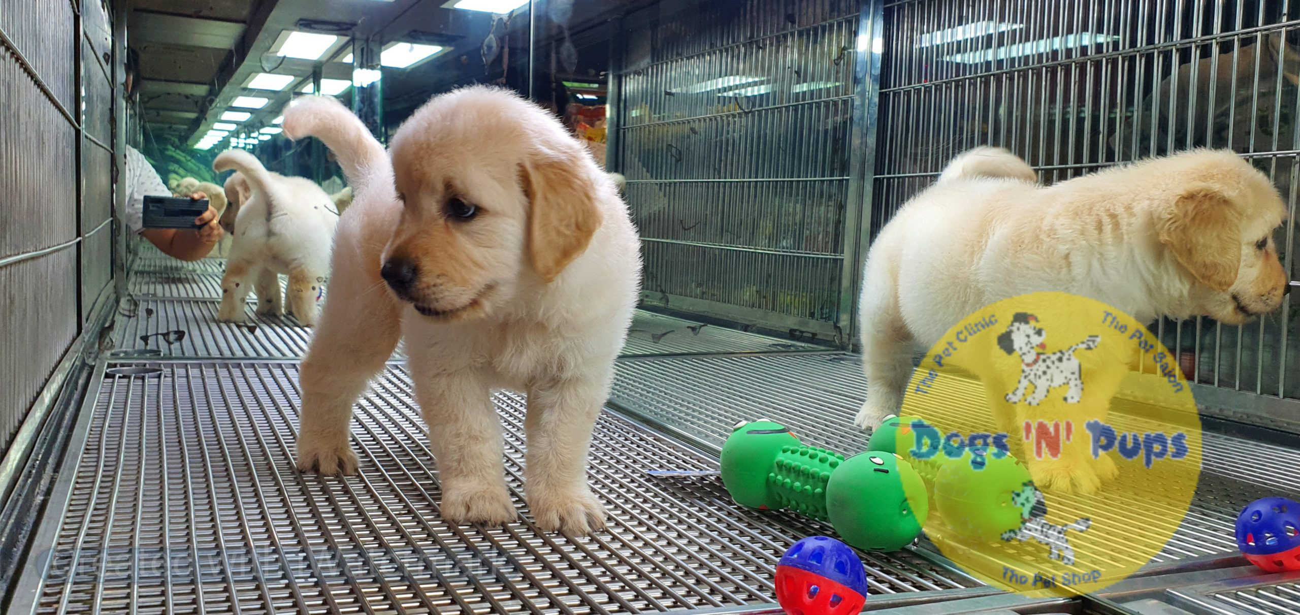 Golden retriever image 4