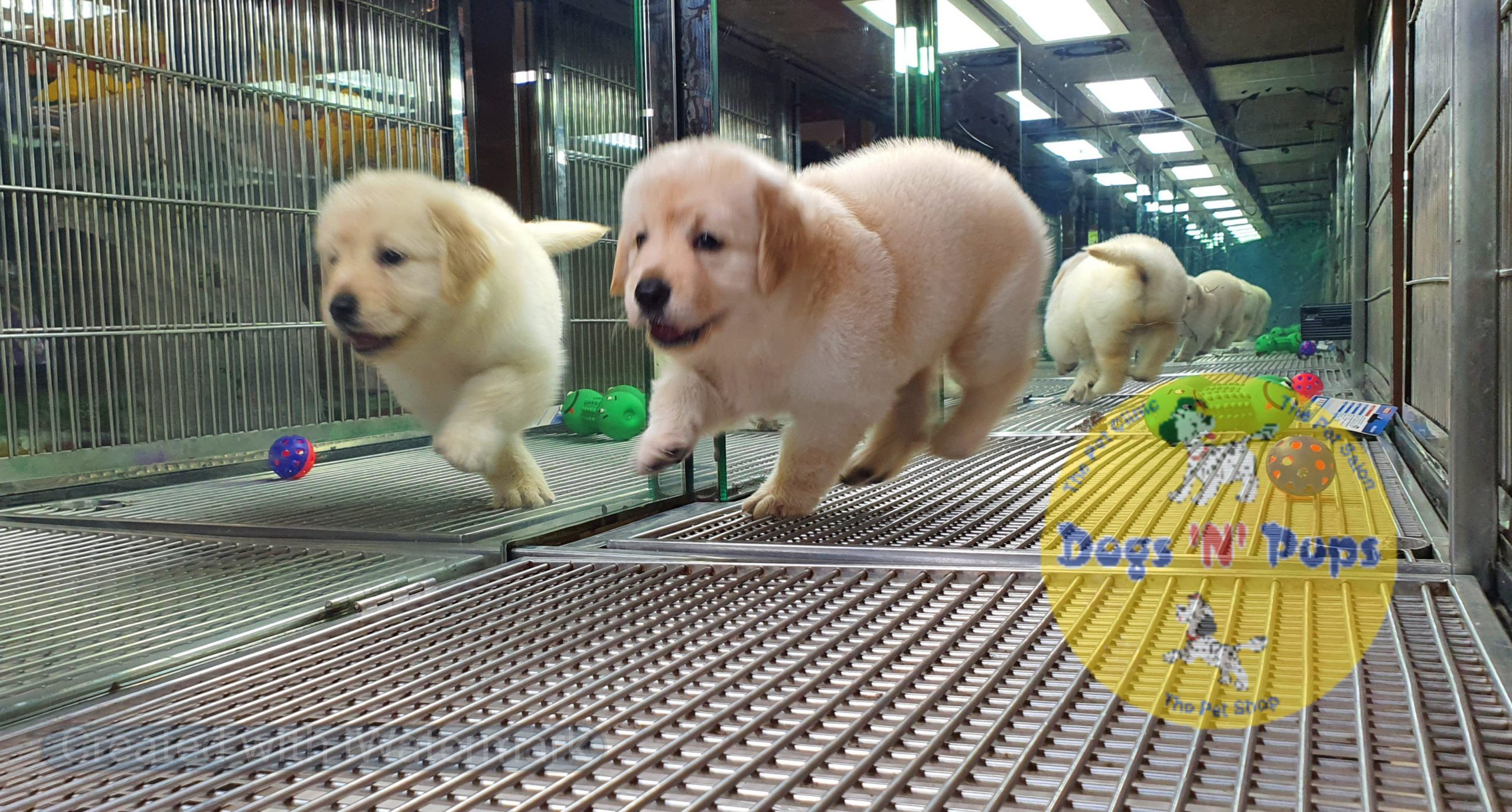 Golden retriever image 5