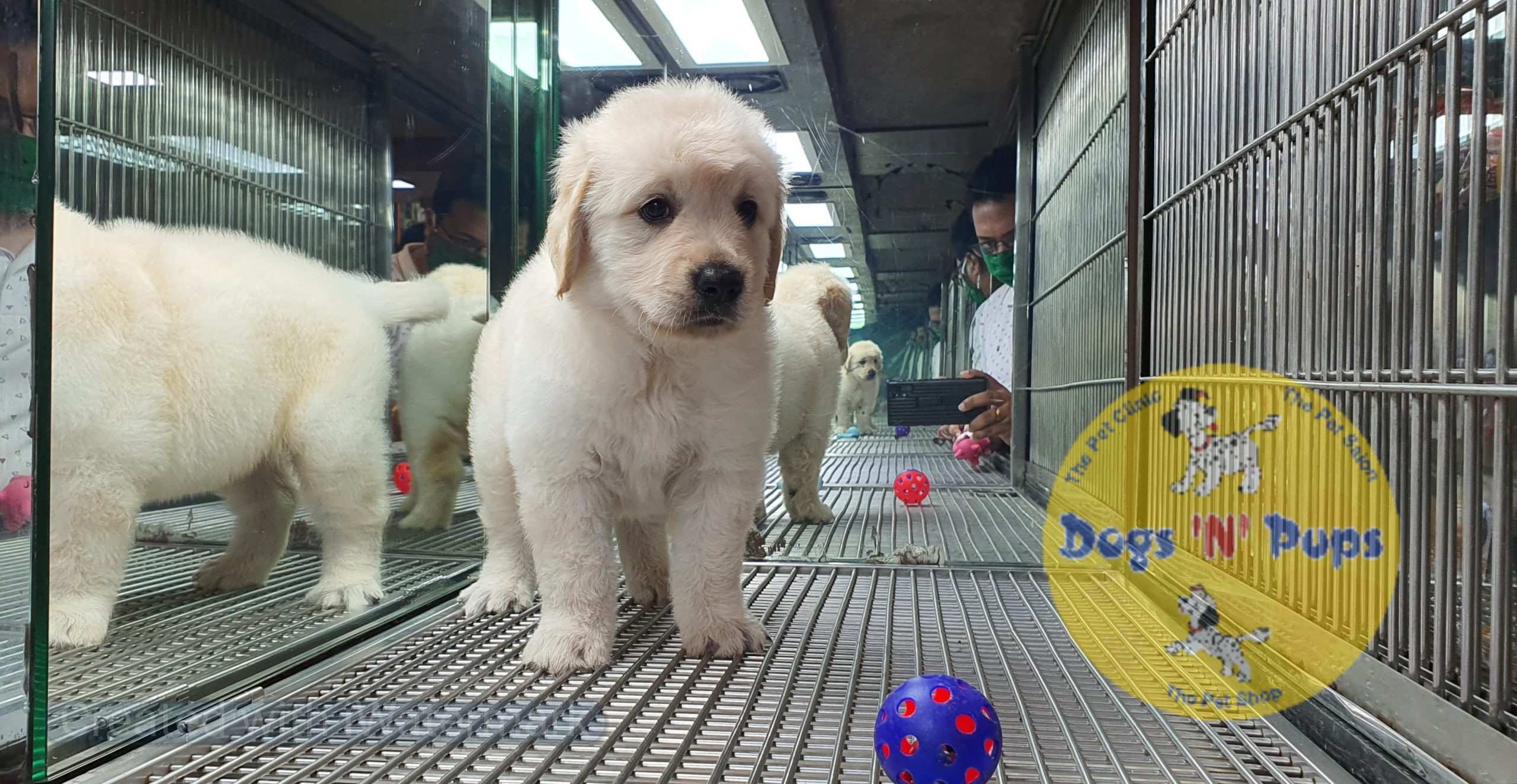 Golden retriever image 6