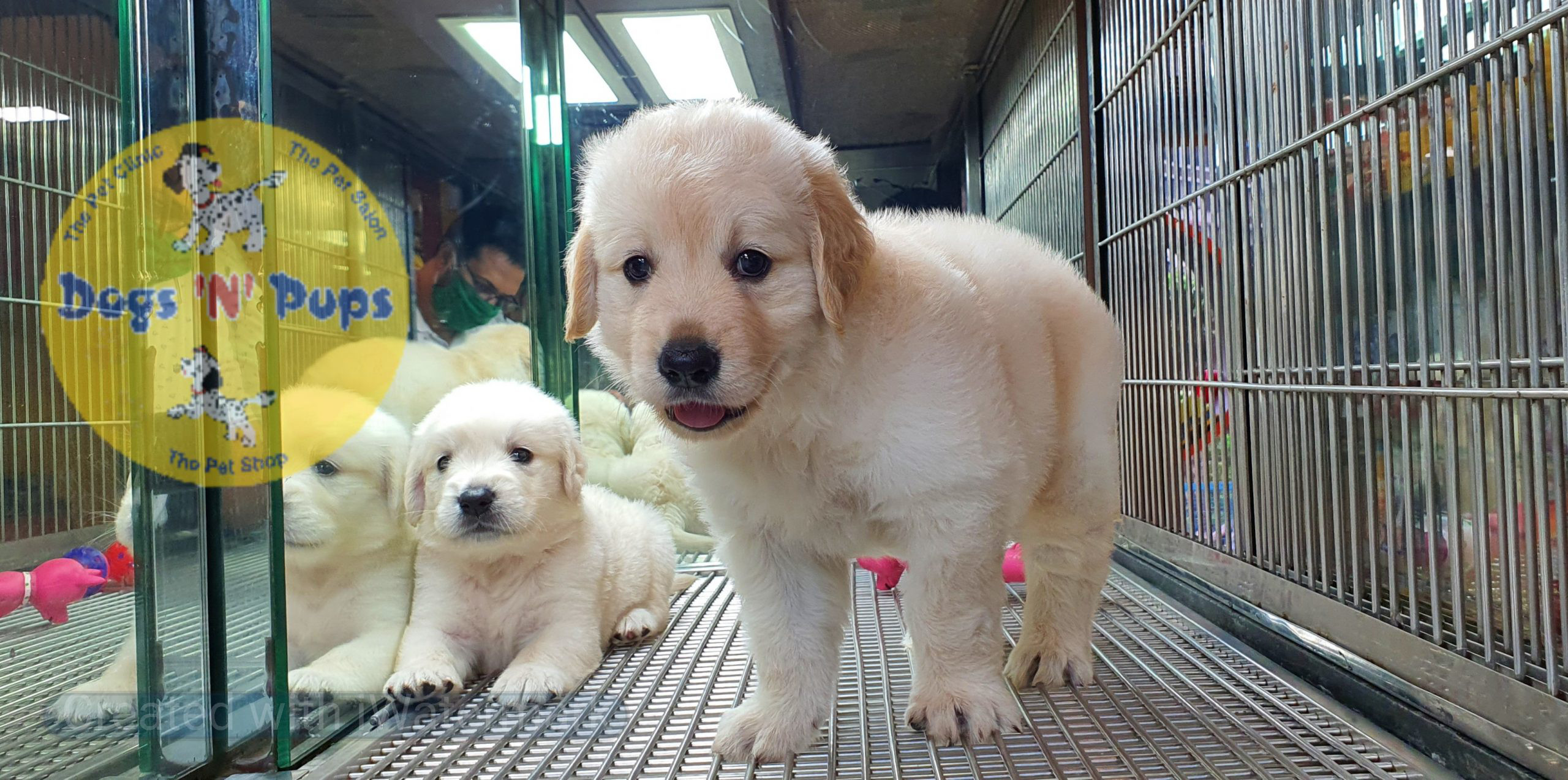 Golden retriever image 7