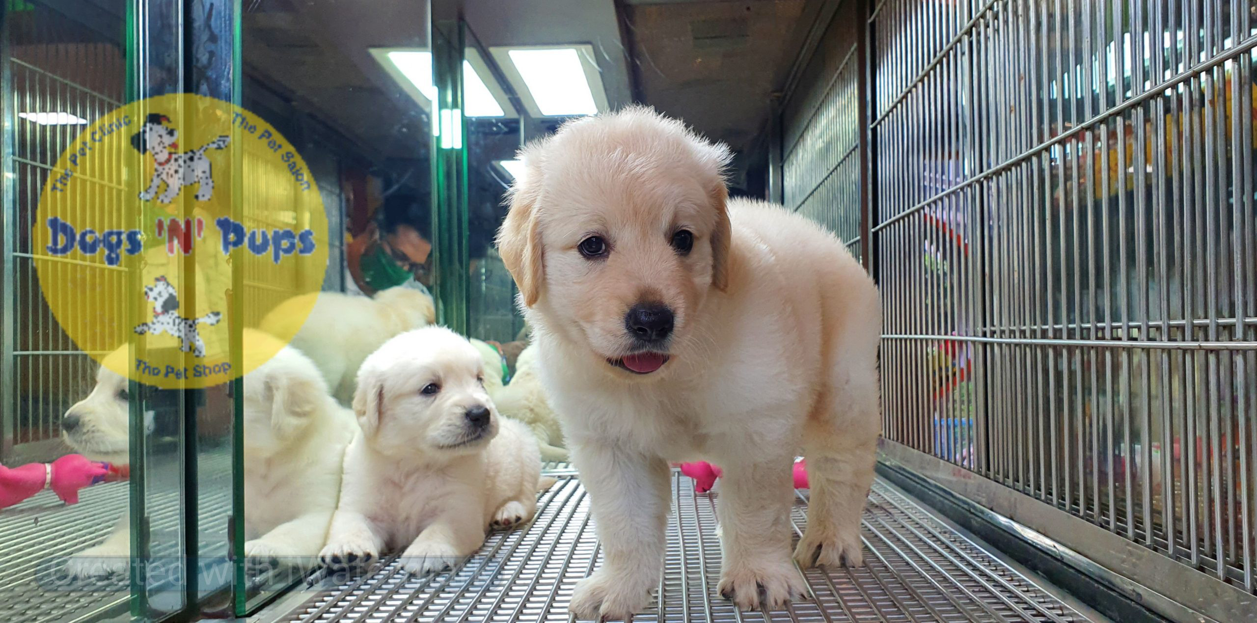 Golden retriever image 8