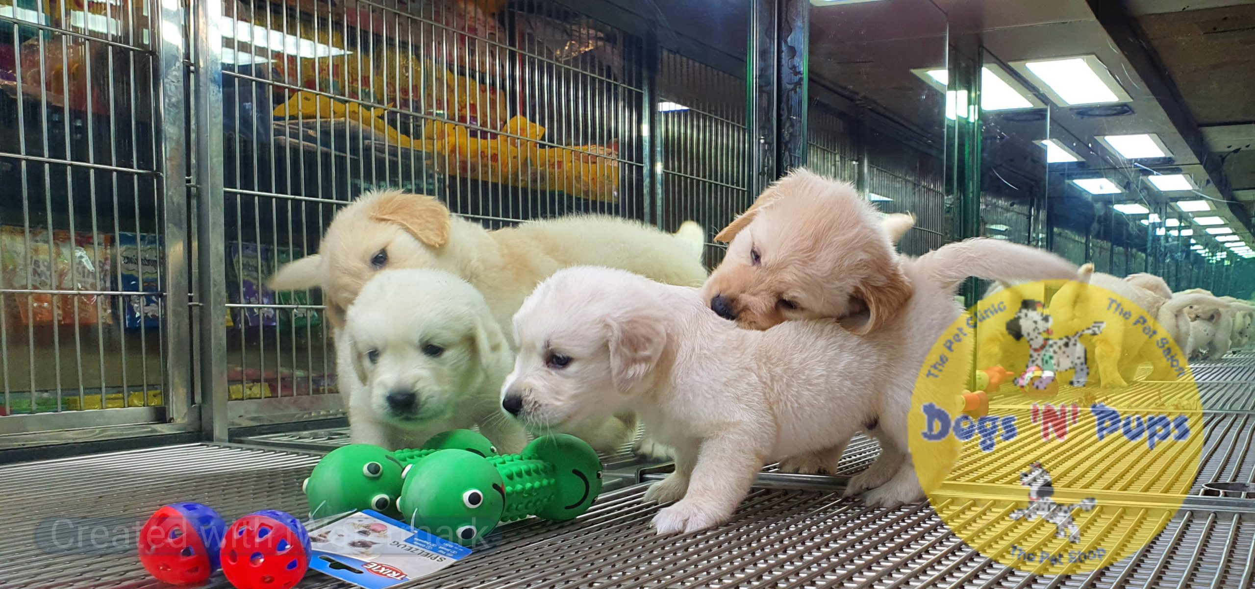 next dog posted image