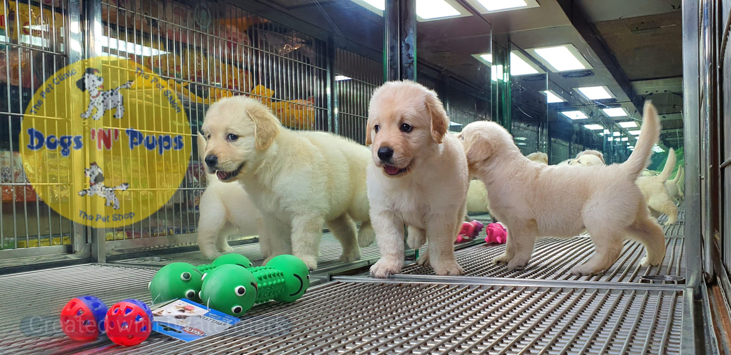 Golden retriever puppies image 2