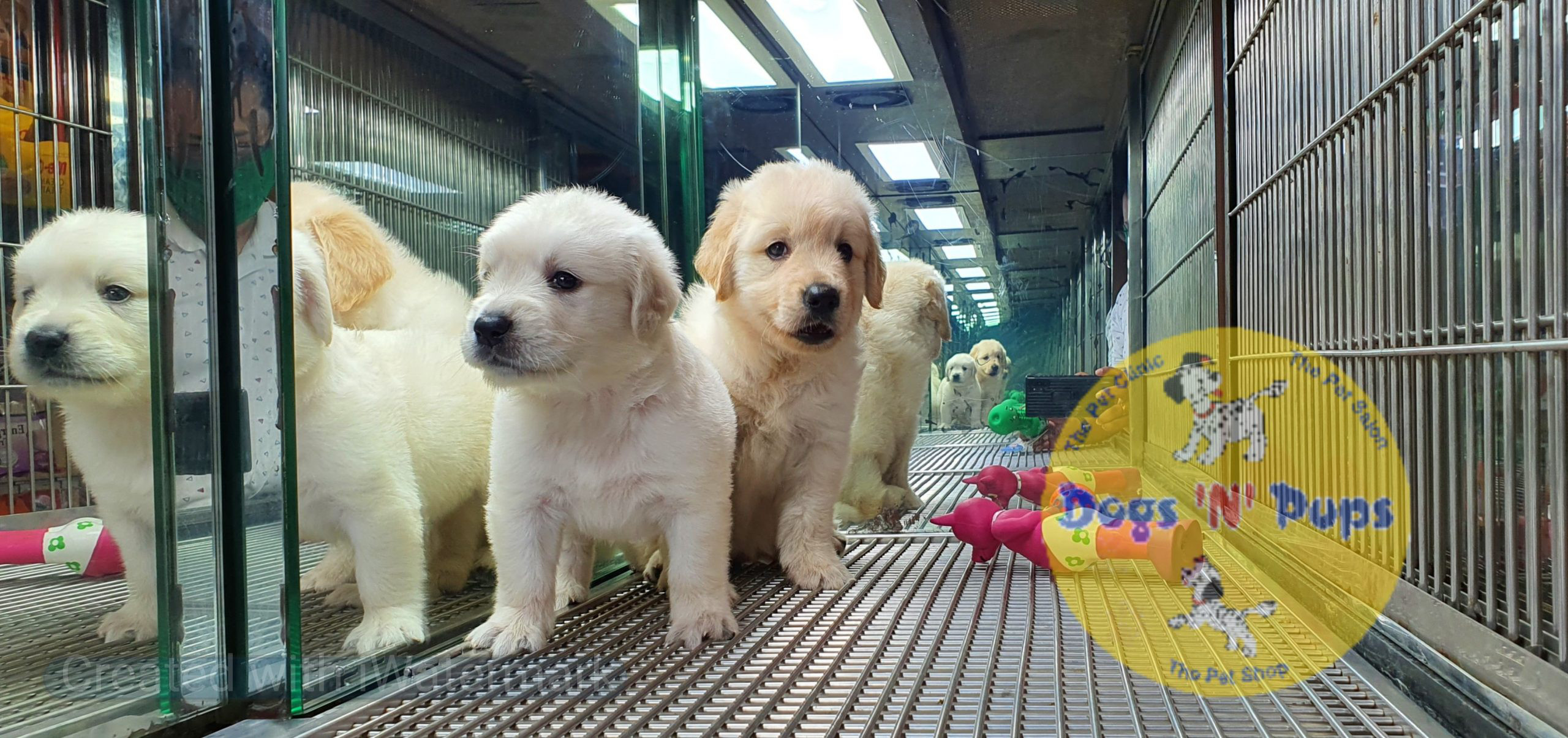 Golden retriever puppies image 3