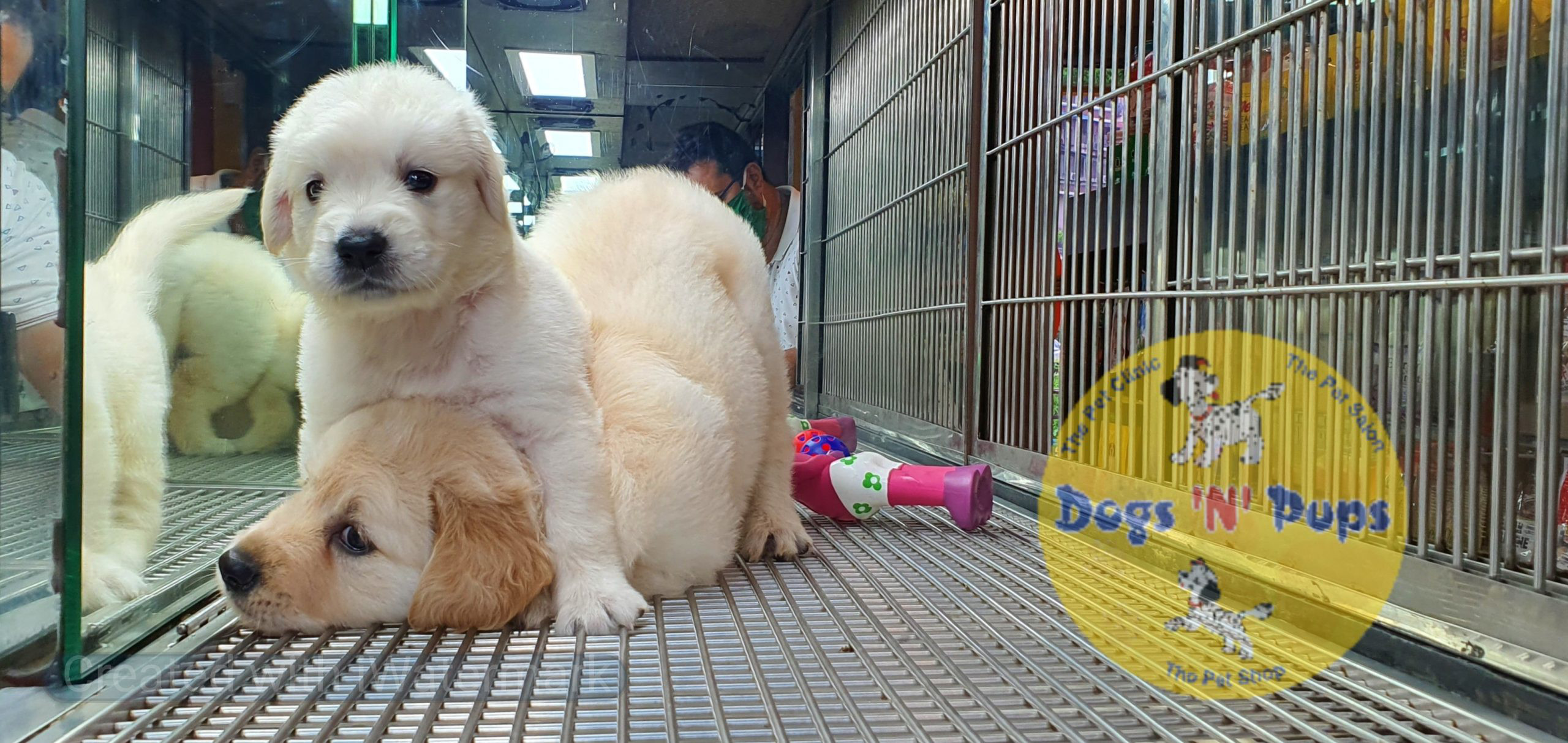 Golden retriever puppies image 4