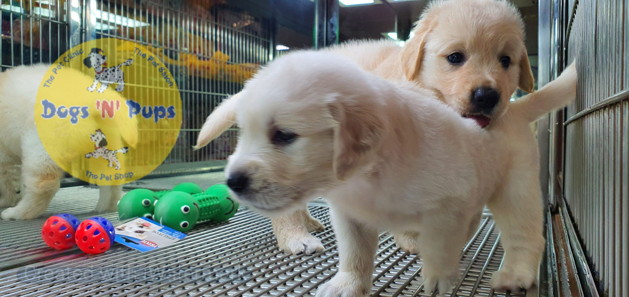 Golden retriever puppies image 5