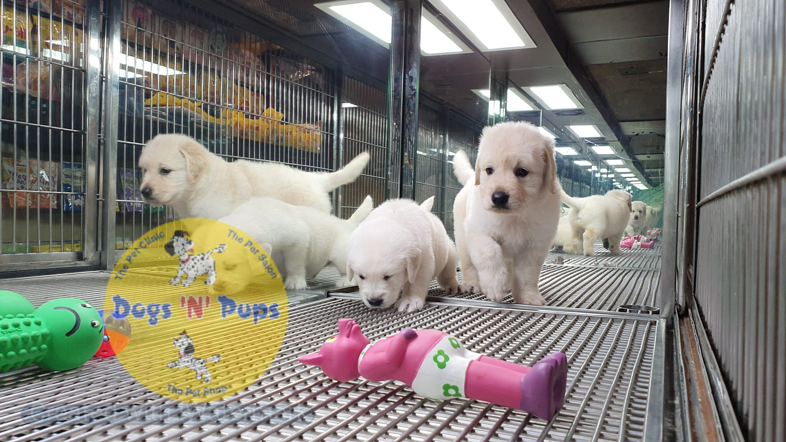 Golden retriever puppies image 6